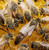 2026 Russian Hybrid Queen Bee - Buy 3 or more get Free UPS Next Day Shipping