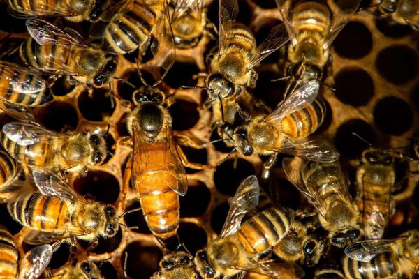 Buckfast Hybrid Queen Honey Bees For Sale Free Shipping in Iowa