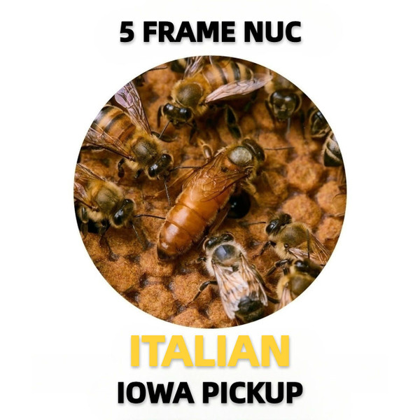 5 Frame Italian (Gentle Breed) Honey Bee Nuc with Marked Queen - Iowa Pickup  Lappe's Bee Supply