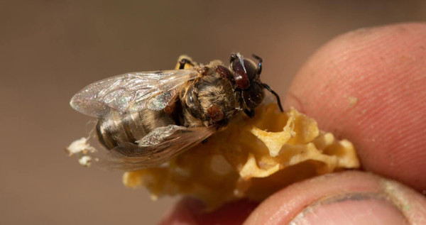 Economy Varroa Mite Tester  Lappe's Bee Supply
