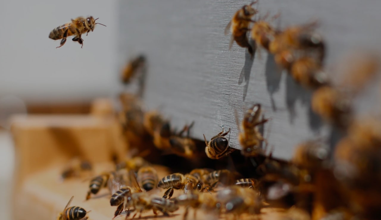 Beekeeping Blog filled with helpful beekeeping knowledge hints honey recipes for the backyard hobbyist commercial beekeeper from Lappe's Bee Supply supplier company online store supplies for sale around the United States free USA shipping in Alabama AL Arizona AZ Arkansas AR California CA Colorado CO Connecticut CT Delaware DE Florida FL Georgia GA Idaho ID Illinois IL Indiana IN Iowa IA Kansas KS Kentucky KY Louisiana LA Maine ME Maryland MD Massachusetts MA Michigan MI Minnesota MN Mississippi MS Missouri MO Montana MT Nebraska NE Nevada NV New Hampshire NH New Jersey NJ New Mexico NM New York NY North Carolina NC North Dakota ND Ohio OH Oklahoma OK Oregon OR Pennsylvania PA Rhode Island RI South Carolina SC South Dakota SD Tennessee TN Texas TX Utah UT Vermont VT Virginia VA Washington WA West Virginia WV Wisconsin WI Wyoming WY