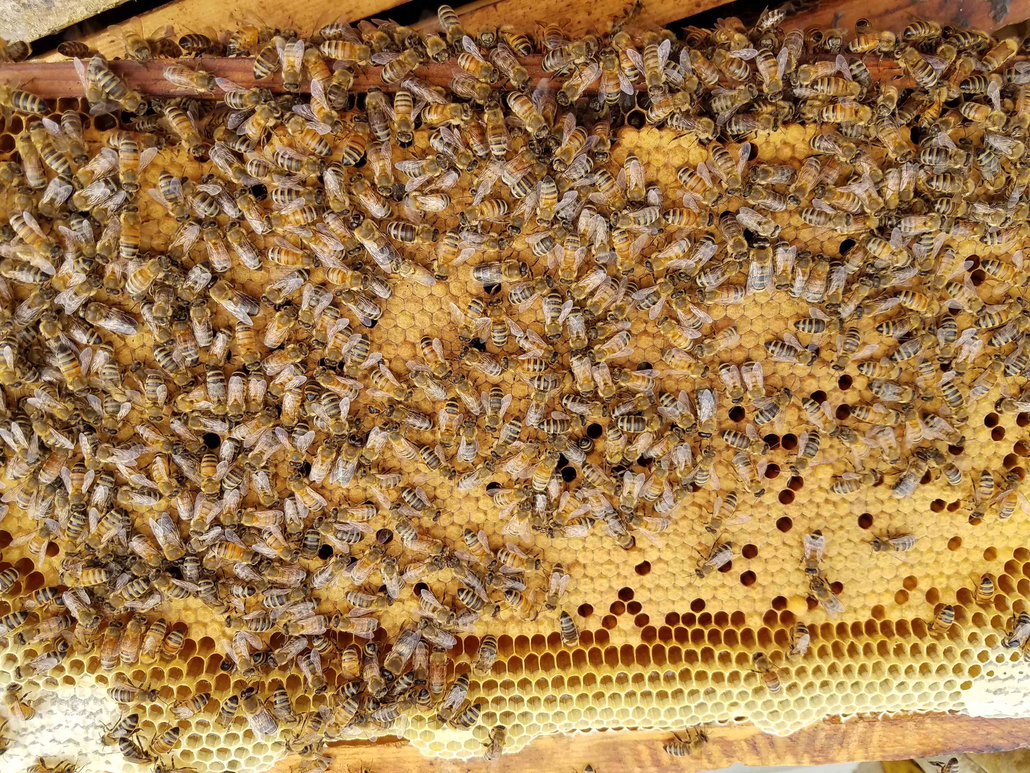 Free Shipping Italian Carniolan Saskatraz queen honey bees for sale to anywhere in the USA including AL AK AR AZ CA CO CT DE FL GA ID IL IN IA KS KY LA ME MD MA MI MN MS MO MT NE NV NH NJ NM NY NC ND OH OK OR PA RI SC SD TN TX UT VT VA WA WV WI WY