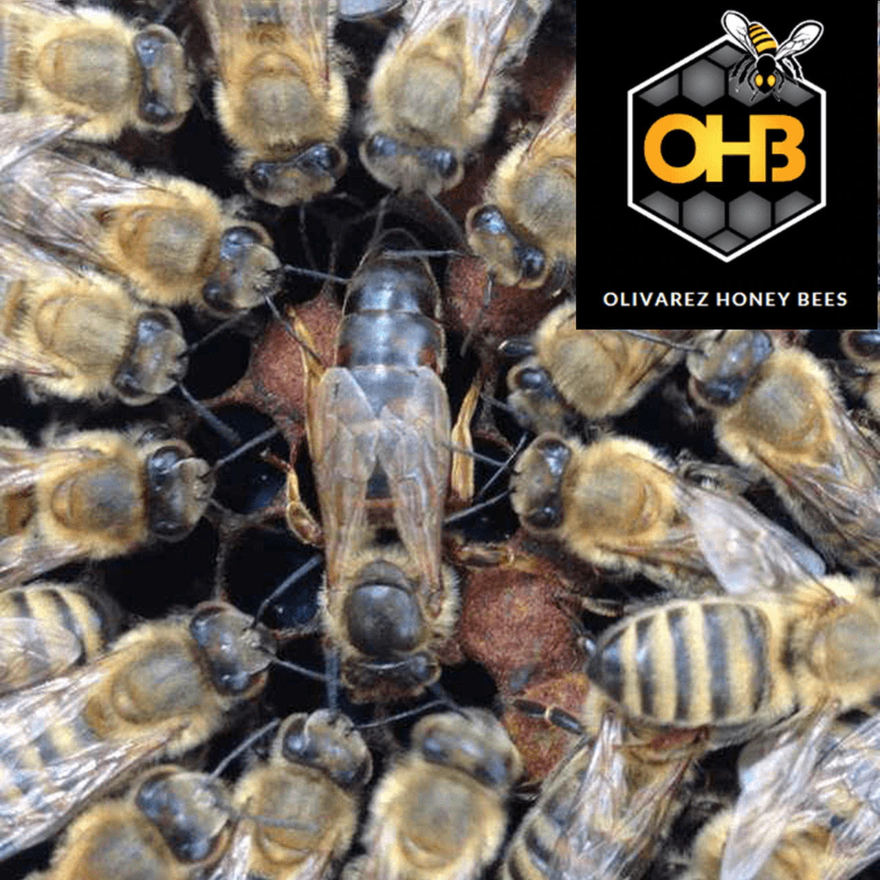 honey bee kingⅡ Honey Bee King 2 - ivc wiki