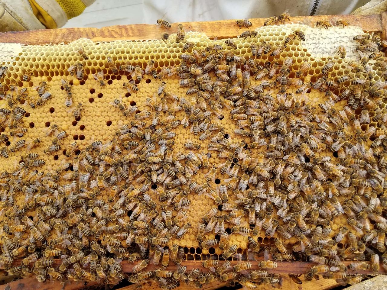 honey bee kingⅡ 5-frame-saskatraz-honey-bee-
