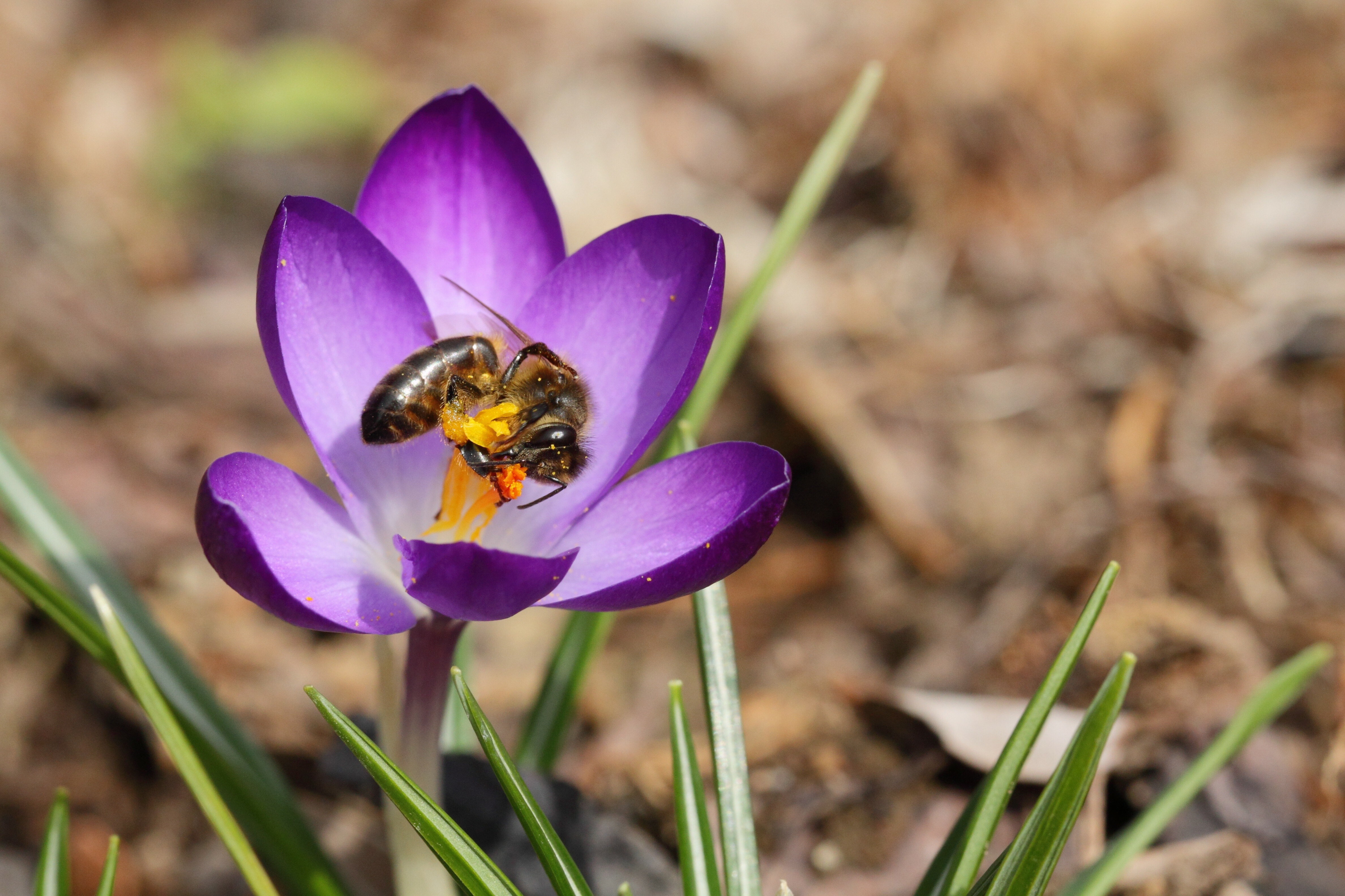 Alaska  Beginning Beginner Beekeeping Supplies Bees For Sale in Alaska 305 x 296 | Alaska beginning beginner beekeeping supplies | Free shipping Alaska queen honey bees for sale