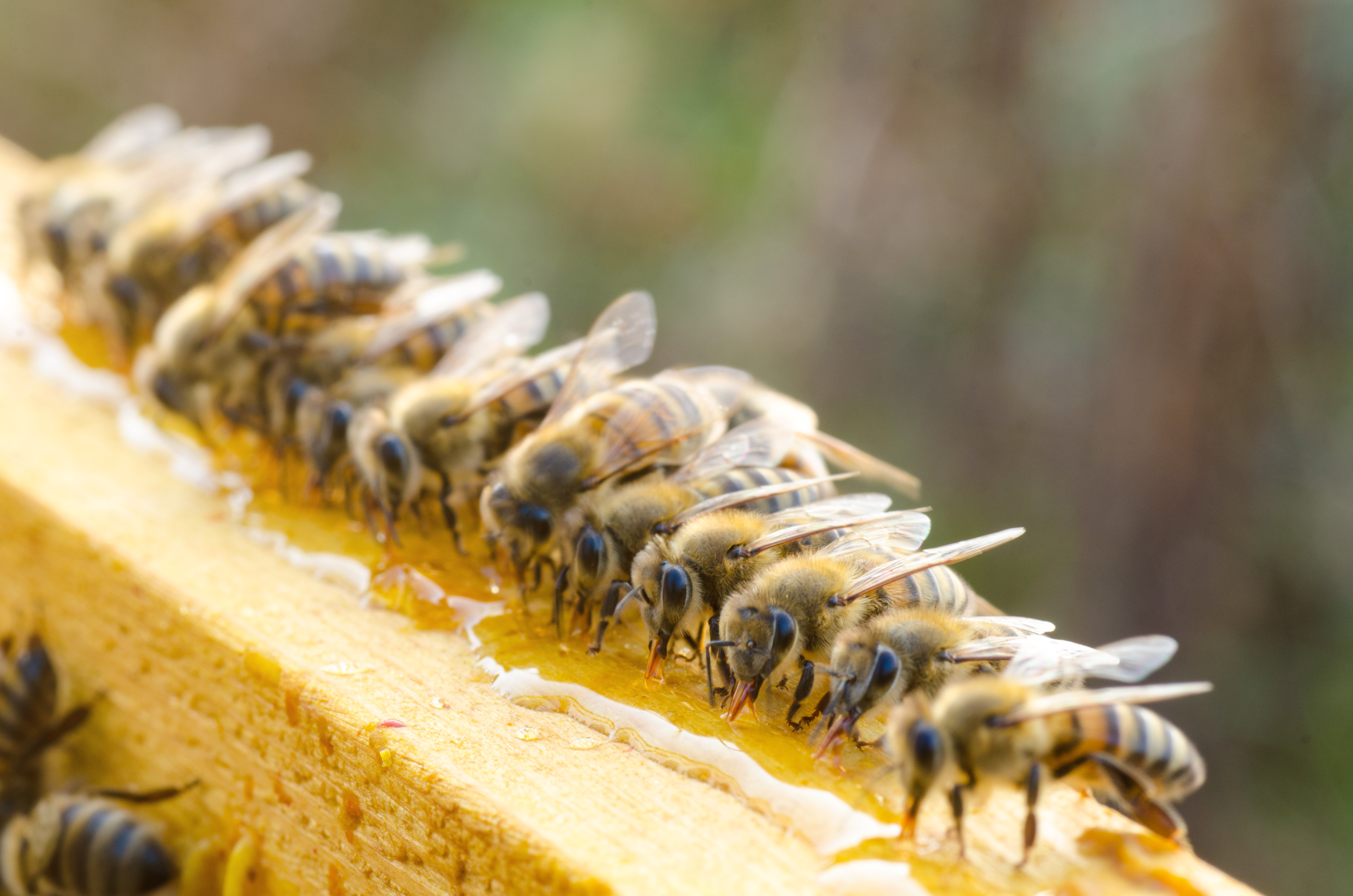 We also ship honey bee feed to New York City NY | Los Angeles CA | Chicago IL | Houston TX | Phoenix AZ | Philadelphia PA | San Antonio TX | San Diego CA | Dallas TX | San Jose CA We sell the best feed and feeders with free shipping, or you can come to our store no matter where you are in Iowa, including Ackley Ackworth Adair Adel Afton Agency Ainsworth Akron Albert City Albia Albion Alburnett Alden Alexander Algona Alleman Allendorf Allerton Allison Alta Vista Alton Altoona Amana Alvord Ames Anamosa Andover Andrew Anita Ankeny Anthon Aplington Arcadia Archer Aredale Argyle Arion Arispe Arlington Armstrong Arnolds Park Arthur Ashton Aspinwall Atalissa Atkins Atlantic Auburn Audubon Aurelia Aurora Austinville Avoca Ayrshire. We help local beekeepers in Badger Bagley Baldwin Bancroft Barnes City Barnum Batavia Battle Creek Baxter Bayard Beacon Beaman Beaver Bedford Belle Plaine Bellevue Belmond Bennett Benton Bernard Berwick Bettendorf Bevington Birmingham Blairsburg Blairstown Blakesburg Blanchard Blencoe Blockton Bloomfield Blue Grass Bode Bonaparte Bondurant Boone Booneville Bouton Boxholm Boyden Braddyville Bradford Bradgate Brandon Brayton Breda Bridgewater Brighton Bristow Britt Bronson Brooklyn Brunsville Bryant Buckeye Buckingham Buffalo Buffalo Center Burlington Burnside Burr Oak Burt Bussey. There is lots of urban beekeeping in Calamus Callender Calmar Calumet Camanche Cambridge Cantril Carbon Carlisle Carpenter Carroll Carson Carter Lake Cascade Casey Castalia Castana Cedar Cedar Falls Cedar Rapids Center Junction Center Point Centerville Central City Chapin Chariton Charles City Charlotte Charter Oak Chatsworth Chelsea Cherokee Chester Chillicothe Churdan Cincinnati Clare Clarence Clarinda Clarion Clarksville Clear Lake Clearfield Cleghorn Clemons Clermont Climbing Hill Clinton Clio Clive Clutier Coggon Coin Colesburg Colfax College Springs Collins Colo Columbia Columbus City Columbus Junction Colwell Conesville Conrad Conroy Coon Rapids Cooper Coralville Corning Correctionville Corwith Corydon Coulter Council Bluffs Craig Crawfordsville Crescent Cresco Creston Cromwell Crystal Lake Cumberland Cumming Curlew Cushing Cylinder 502. Dakota City Dallas Dallas Center Dana Danbury Danville Davenport Davis City Dawson Dayton De Soto De Witt Decatur Decorah Dedham Deep River Defiance Delaware Delhi Delmar Deloit Delta Denison Denmark Denver Derby Des Moines Dewar Dexter Diagonal Dickens Dike Dixon Dolliver Donahue Donnellson Doon Dorchester Douds Dougherty Dow City Dows Drakesville Dubuque Dumont Duncombe Dundee Dunkerton Dunlap Durango Durant Dyersville Dysart. There is lots of good honey production going on around Eagle Grove Earlham Earling Earlville Early Eddyville Edgewood Elberon Eldon Eldora Eldridge Elgin Elk Horn Elkader Elkhart Elkport Elliott Ellston Ellsworth Elma Elmore Elwood Ely Emerson Emmetsburg Epworth Essex Estherville Evansdale Everly Exira Exline Fairbank Fairfax Fairfield Farley Farmersburg Farmington Farnhamville Farragut Fayette Fenton Ferguson Fertile Floris Floyd Fonda Fontanelle Forest City Fort Atkinson Fort Dodge Fort Madison Fostoria Fredericksburg Frederika Fremont Fruitland Galt Galva Garber Garden City Garden Grove Garnavillo Garner Garrison Garwin Geneva George Gibson Gifford Gilbert Gilbertville Gillett Grove Gilman Gilmore City Gladbrook Glenwood Glidden Goldfield Goodell Goose Lake Gowrie Graettinger Grafton Grand Junction Grand Mound Grand River Grandview Granger Grant Granville Gravity Gray Greeley Greene Greenfield Greenville Grimes Grinnell Griswold Grundy Center Gruver Guernsey Guthrie Center Guttenberg Halbur Hamburg Hamilton Hamlin Hampton Hancock Hanlontown Harcourt Hardy Harlan Harper Harpers Ferry Harris Hartford Hartley Hartwick Harvey Hastings Havelock Haverhill Hawarden Hawkeye Hayesville Hazleton Hedrick Henderson Hiawatha Highlandville Hills Hillsboro Hinton Holland Holstein Holy Cross Homestead Honey Creek Hopkinton Hornick Hospers Houghton Hubbard Hudson Hull Humboldt Humeston Huxley Ida Grove Imogene Independence Indianola Inwood Ionia Iowa City Iowa Falls Ira Ireton Irwin Jamaica Janesville Jefferson Jesup Jewell Johnston Joice Jolley Kalona Kamrar Kanawha Kellerton Kelley Kellogg Kensett Keokuk Keosauqua Keota Kesley Keswick Keystone Killduff Kimballton Kingsley Kirkman Kirkville Kiron Klemme Knierim Knoxville La Motte La Porte City Lacona Ladora Lake City Lake Mills Lake Park Lake View Lakota Lamoni Lamont Lanesboro Langworthy Lansing Larchwood Larrabee Latimer Laurel Laurens Lawler Lawton Le Claire Le Grand Le Mars Ledyard Lehigh Leighton Leland Lenox Leon Lester Letts Lewis Liberty Center Libertyville Lidderdale Lime Springs Lincoln Linden Lineville Linn Grove Lisbon Liscomb Little Cedar Little Rock Little Sioux Littleport Livermore Lockridge Logan Lohrville Lone Rock Lone Tree Long Grove Lorimor Lost Nation Lovilia Low Moor Lowden Lu Verne Luana Lucas Luther Luxemburg Luzerne Lynnville Lytton Mabel Macedonia Macksburg Madrid Magnolia Malcom Mallard Malvern Manchester Manilla Manly Manning Manson Mapleton Maquoketa Marathon Marble Rock Marcus Marengo Marion Marne Marquette Marshalltown Martelle Martensdale Martinsburg Mason City Masonville Massena Matlock Maurice Maxwell May City Maynard Mccallsburg Mccausland McClelland McGregor McIntire Mechanicsville Mediapolis Melbourne Melcher Melrose Melvin Menlo Meriden Merrill Meservey Middle Amana Middletown Miles Milford Millersburg Millerton Milo Milton Minburn Minden Mineola Mingo and Missouri Valley Mitchellville Modale Mondamin Monmouth Monona Monroe Montezuma Monticello Montour Montpelier Montrose Moorhead Moorland Moravia Morley Morning Sun Morrison Moscow Moulton Mount Auburn Mount Ayr Mount Pleasant Mount Sterling Mount Union Mount Vernon Moville Murray Mystic Nashua Nemaha Neola Nevada New Albin New Hampton New Hartford New Liberty New London New Market New Providence New Sharon New Vienna New Virginia Newell Newhall Newton Nichols Nodaway Nora Springs North Buena Vista North English North Liberty North Washington Northboro Northwood Norwalk Norway Oakdale Oakland Oakville Ocheyedan Odebolt Oelwein Ogden Okoboji Olds Olin Ollie Onawa Onslow Oran Orange City Orchard Orient Osage Osceola Oskaloosa Ossian Otho Otley Oto Ottosen Ottumwa Oxford Oxford Junction Oyens Pacific Junction Packwood Palmer Palo Panama Panora Parkersburg Parnell Paton Patterson Paullina Pella Peosta Percival Perry Persia Peru Peterson Pierson Pilot Grove Pilot Mound Pisgah Plainfield Plano Pleasant Hill Pleasant Valley Pleasantville Plover Plymouth Pocahontas Polk City Pomeroy Popejoy Portsmouth Postville Prairie City Prairieburg Prescott Preston Primghar Princeton Prole Promise City Protivin Pulaski Quasqueton Quimby Radcliffe Rake Ralston Randalia Randall Randolph Raymond Readlyn Reasnor Red Oak Redding Redfield Reinbeck Rembrandt Remsen Renwick Rhodes Riceville Richland Ricketts Ridgeway Rinard Ringsted Rippey Riverside Riverton Robins Rock Falls Rock Rapids Rock Valley Rockford Rockwell Rockwell City Rodney Roland Rolfe Rome Rose Hill Rowan Rowley Royal Rudd Runnells Russell Ruthven Rutland Ryan Sabula Sac City Saint Ansgar Saint Anthony Saint Charles Saint Donatus Saint Lucas Saint Marys Saint Olaf Saint Paul Salem Salix Sanborn Scarville Schaller Schleswig Scranton Searsboro Selma Sergeant Bluff Seymour Shambaugh Shannon City Sharpsburg Sheffield Shelby Sheldahl Sheldon Shell Rock Shellsburg Shenandoah Sherrill Sibley Sidney Sigourney Silver City Sioux Center Sioux City Sioux Rapids Slater Sloan Smithland Soldier Solon Sommers South Amana South English Spencer Sperry Spillville Spirit Lake Spragueville Springbrook Springville Stacyville Stanhope Stanley Stanton Stanwood State Center Steamboat Rock Stockport Stockton Storm Lake Story City Stout Stratford Strawberry Point Struble Stuart Sully Sumner Superior Sutherland Swaledale Swan Swea City Swedesburg Swisher Tabor Tama Teeds Grove Templeton Tennant Terril Thayer Thompson Thor Thornburg Thornton Thurman Tiffin Tingley Tipton Titonka Toddville Toeterville Toldeo Tracy Traer Treynor Tripoli Troy Mills Truesdale Truro Turin Udell Underwood Union Unionville University Park Urbana Urbandale Ute Vail Van Horne Van Meter Van Wert Varina Ventura Victor Villisca Vincent Vining Vinton Viola Volga Wadena Walcott Walford Walker Wall Lake Wallingford Walnut Wapello Washington Washta Waterloo Waterville Watkins Waucoma Waukee Waukon Waverly Wayland Webb Webster Webster City and Weldon. There are lots of beekeepers wanting to keep bees and get a start in urban beekeeping, become a master beekeeper around Wellman Wellsburg Welton Wesley West Bend West Brand West Burlington West Chester West Des Moines West Grove West Liberty West PointWest Union Westfield Westgate Westphalia Westside Wever What Cheer Wheatland Whiting Whittemore Whitten Williams Williamsburg Williamson Wilton Winfield Winterset Winthrop Winota Woden Woodbine Woodburn Woodward Woolstock Worthington Yale Yarmouth Yorktown Zearing Zwingle