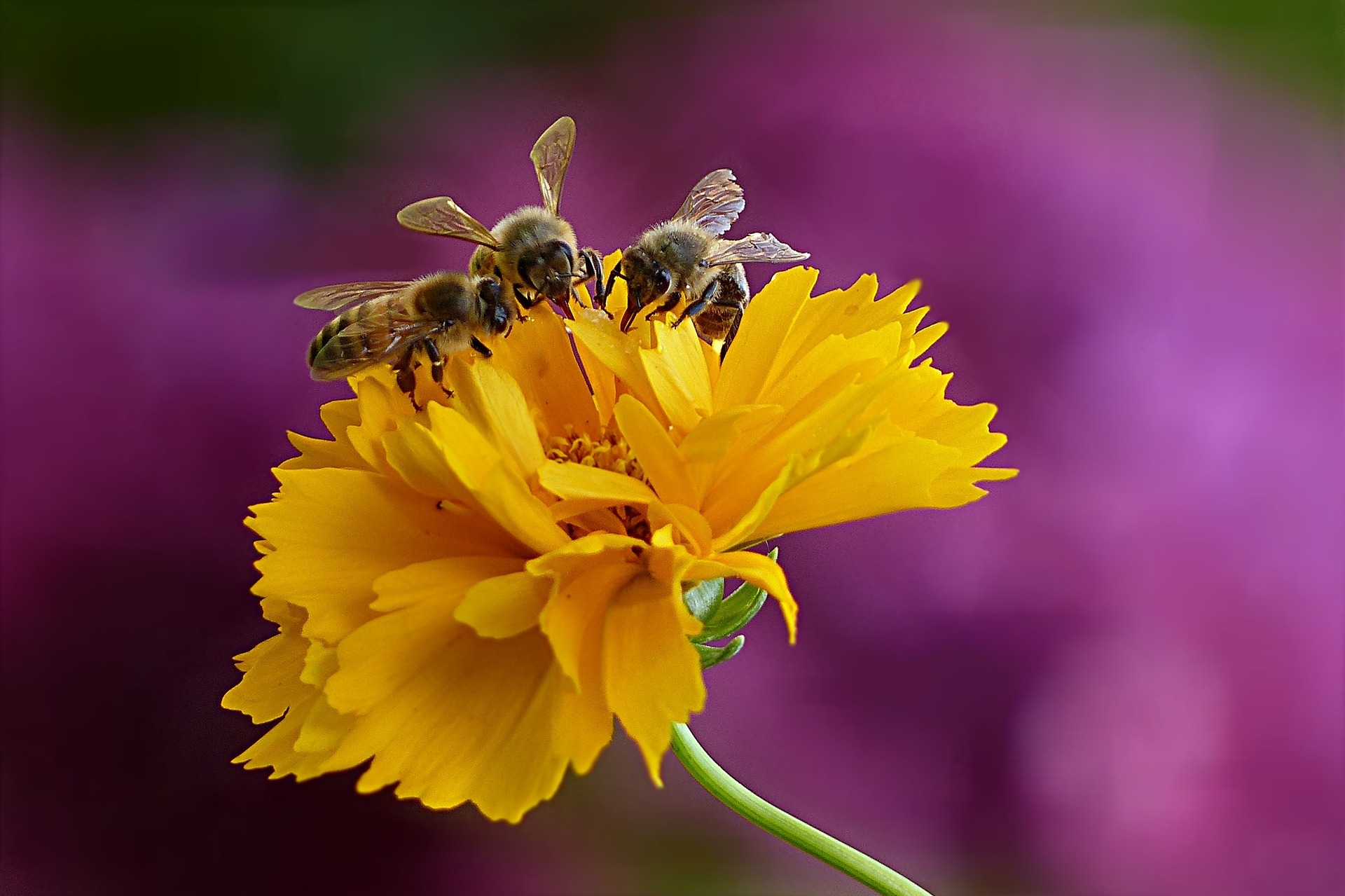 Mini Beeswax Melting Pot  Lappe's Honey Bee Supply