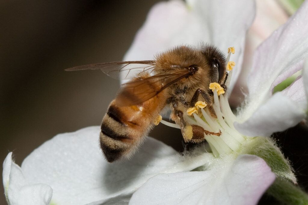 Mini Beeswax Melting Pot  Lappe's Honey Bee Supply