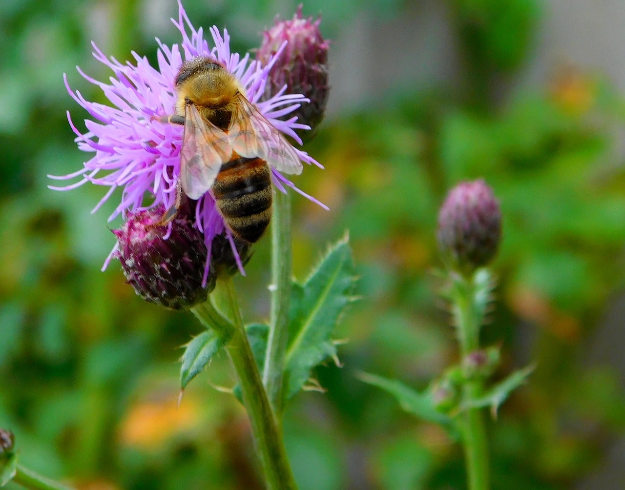 Bee Natural - Honeypot Beeswax Luminaries - Athens, GA