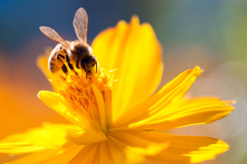 Mini Beeswax Melting Pot  Lappe's Honey Bee Supply