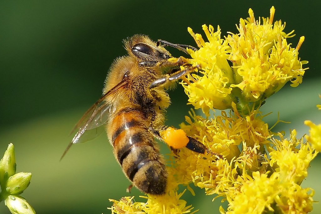 Mini Beeswax Melting Pot  Lappe's Honey Bee Supply