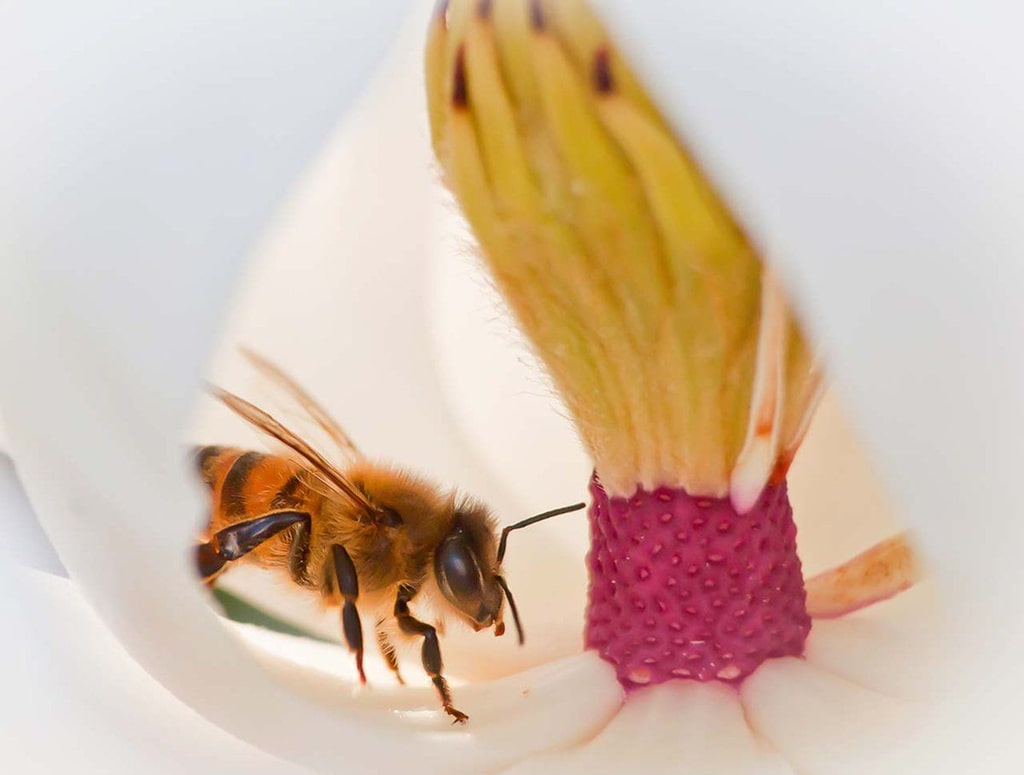Honey Bees — Louisiana Ag in the Classroom
