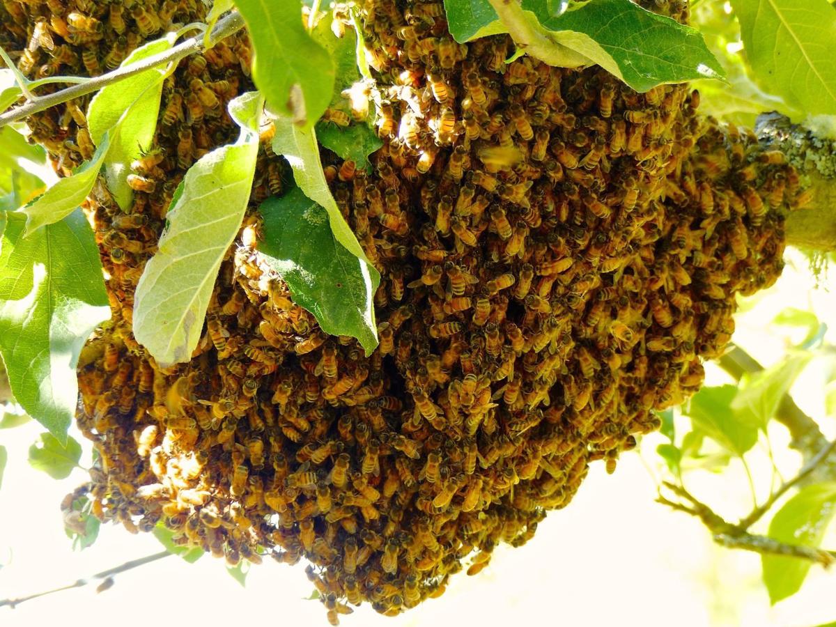 https://cdn11.bigcommerce.com/s-q86nctjasv/product_images/uploaded_images/beekeeping-supplies-in-maine.jpg.jpeg