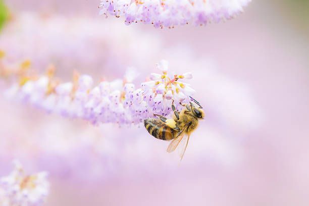 Bee Spotlight: Honey Bee Queen — Bee & Bloom