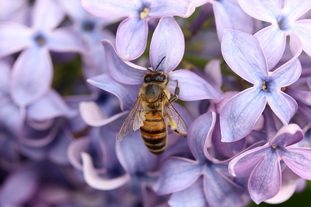 https://cdn11.bigcommerce.com/s-q86nctjasv/product_images/uploaded_images/beekeeping-supplies-in-new-hampshire.jpg.jpeg