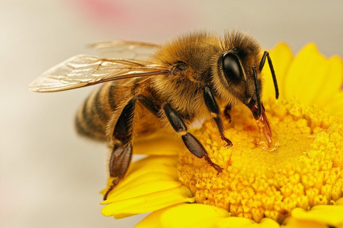 How do Bees Make Beeswax?- Carolina Honeybees