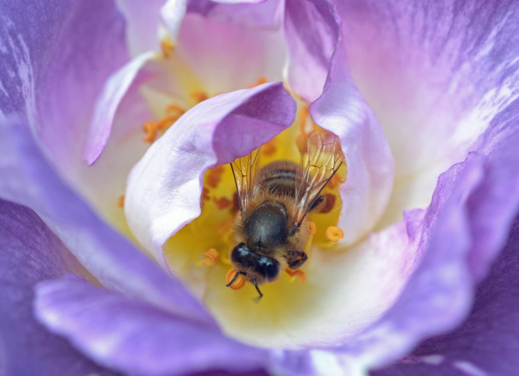 Mini Beeswax Melting Pot  Lappe's Honey Bee Supply