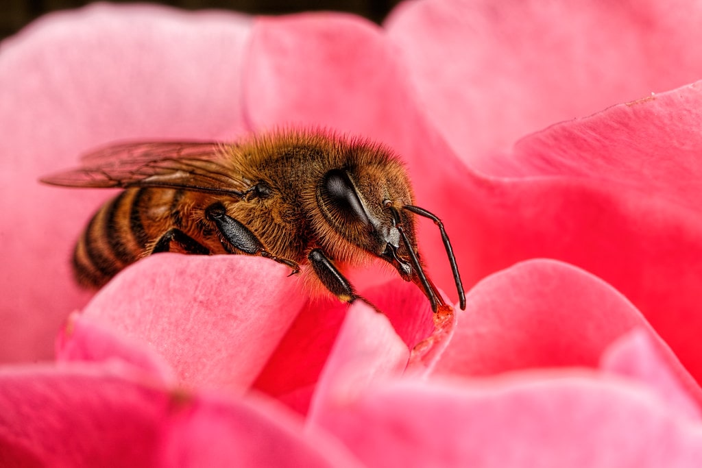 Save the Bees: Gifts for Bee Lovers - Replenishing Oklahoma