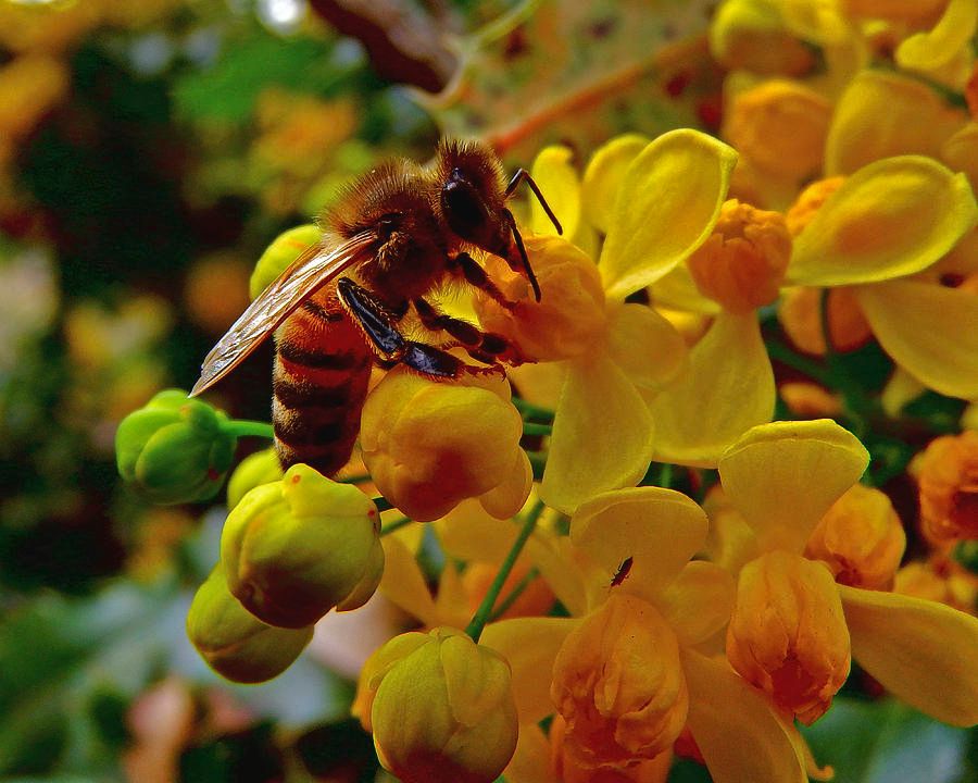 Beeswax Bulk - from Ontario Bees - sold by weight