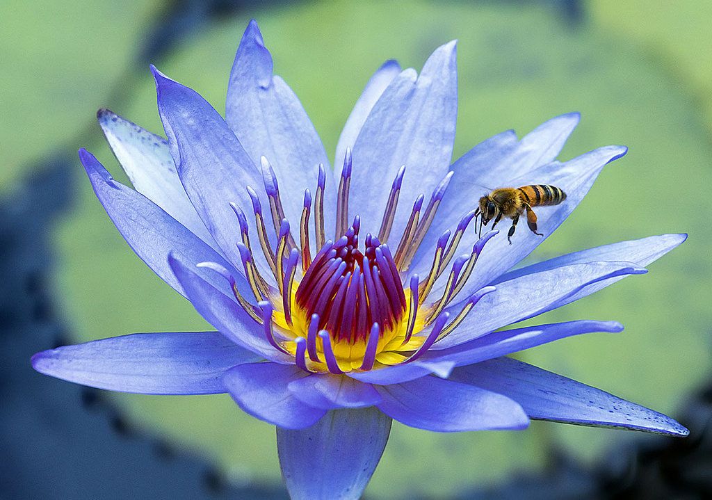 Mini Beeswax Melting Pot  Lappe's Honey Bee Supply