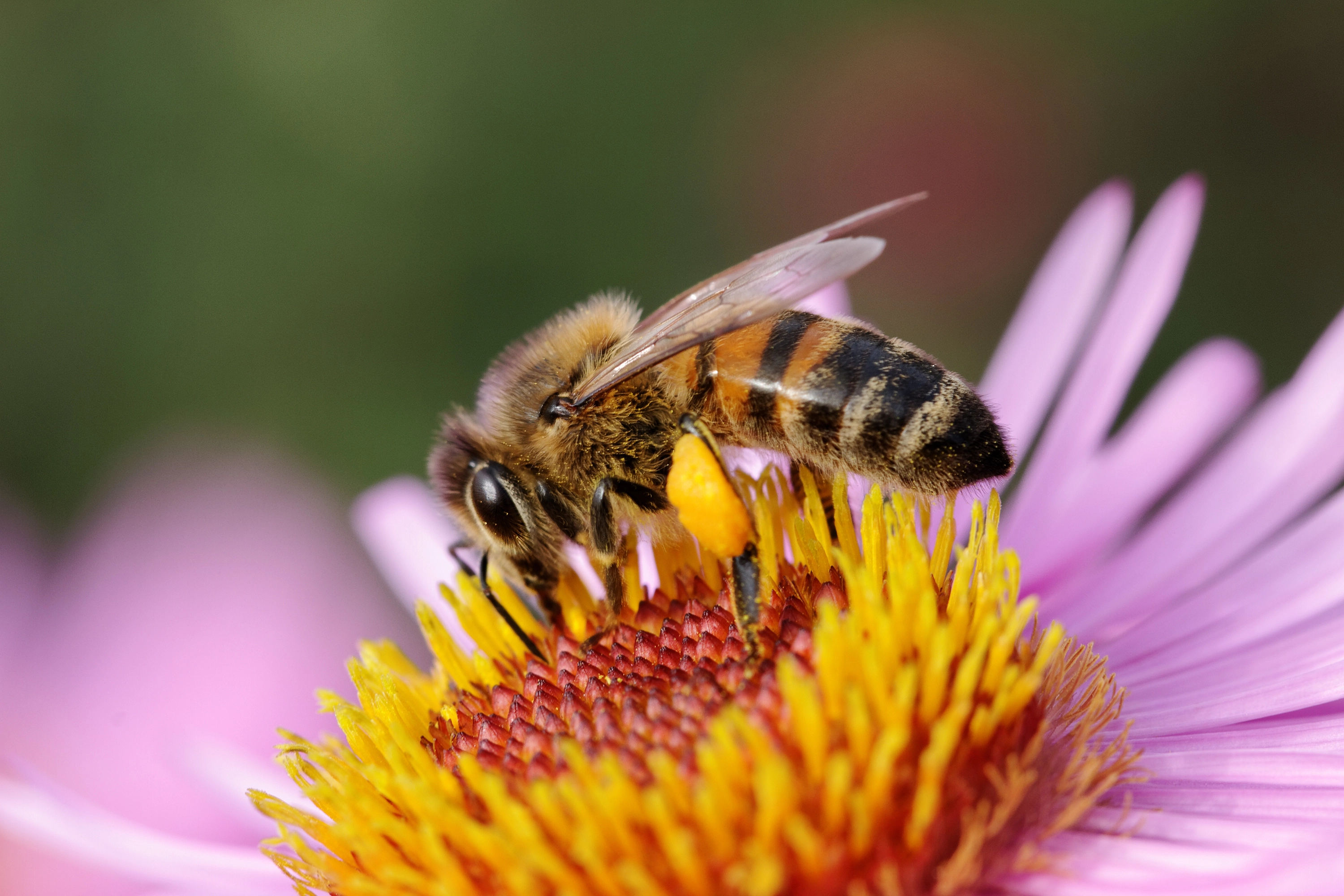 Colorado free shipping beginning beginner beekeeping supplies bees for sale in Colorado 305 x 296 | Colorado beginning beekeeping supplies | free shipping Colorado honey bee supplies for sale | Bee hives | beehive for sale in Colorado