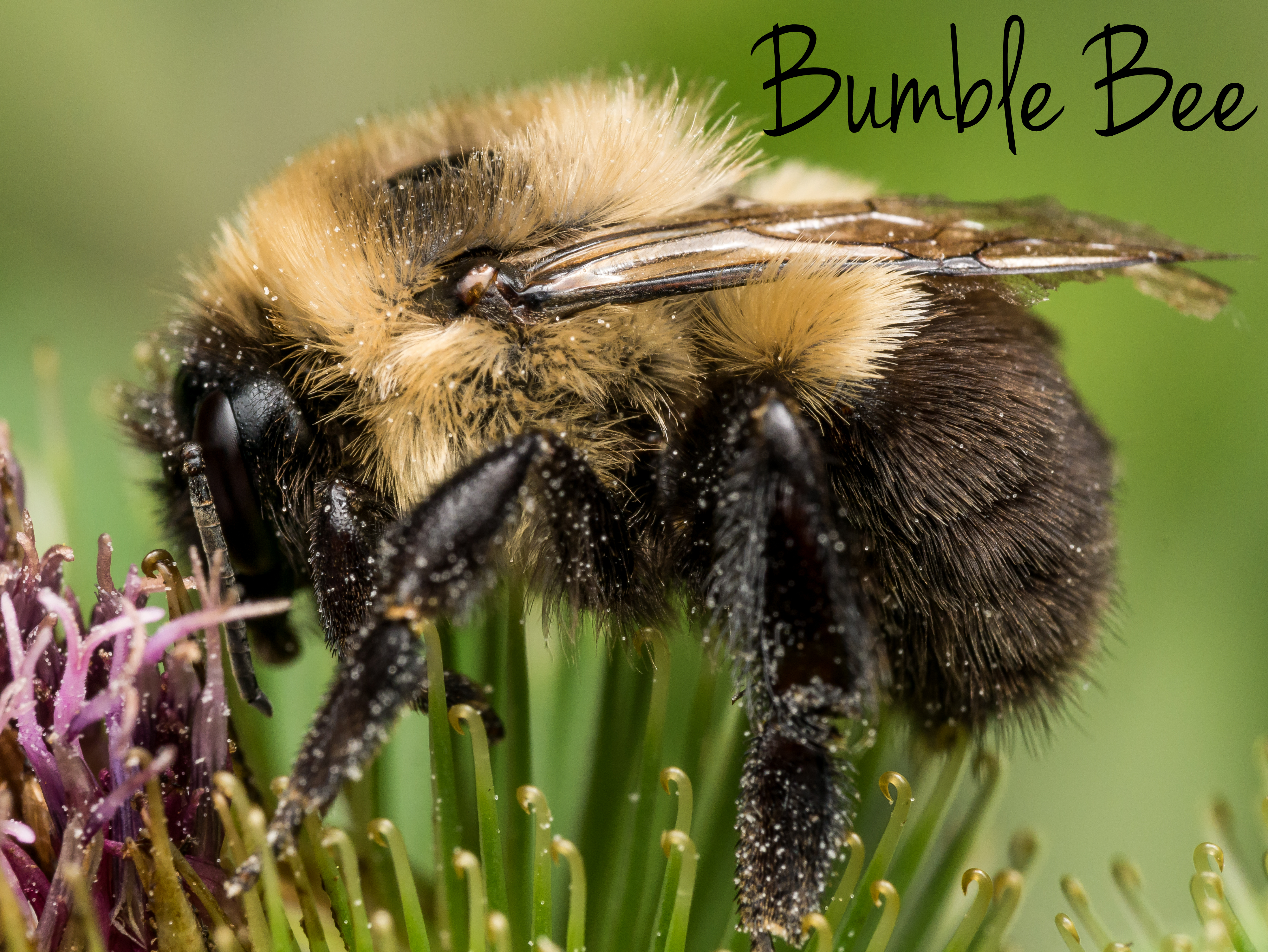 Bumble Bee