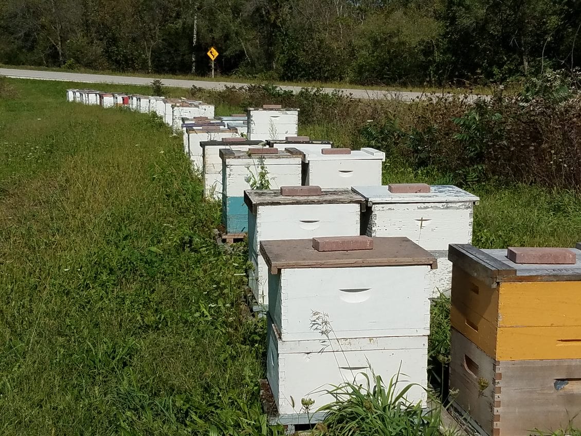 free-helpful-beekeeping-information-at-lappe-s-bee-supply.jpg