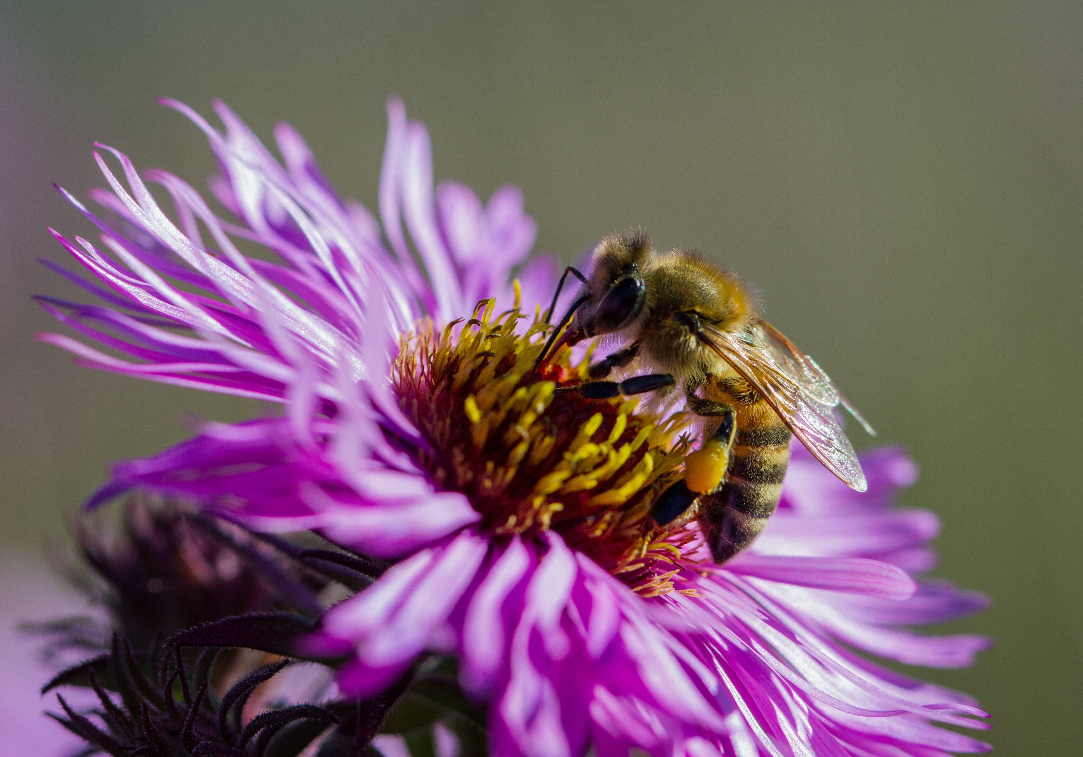 Good-news bees: more than a colorful buzz in the blooms - Honey Bee Suite