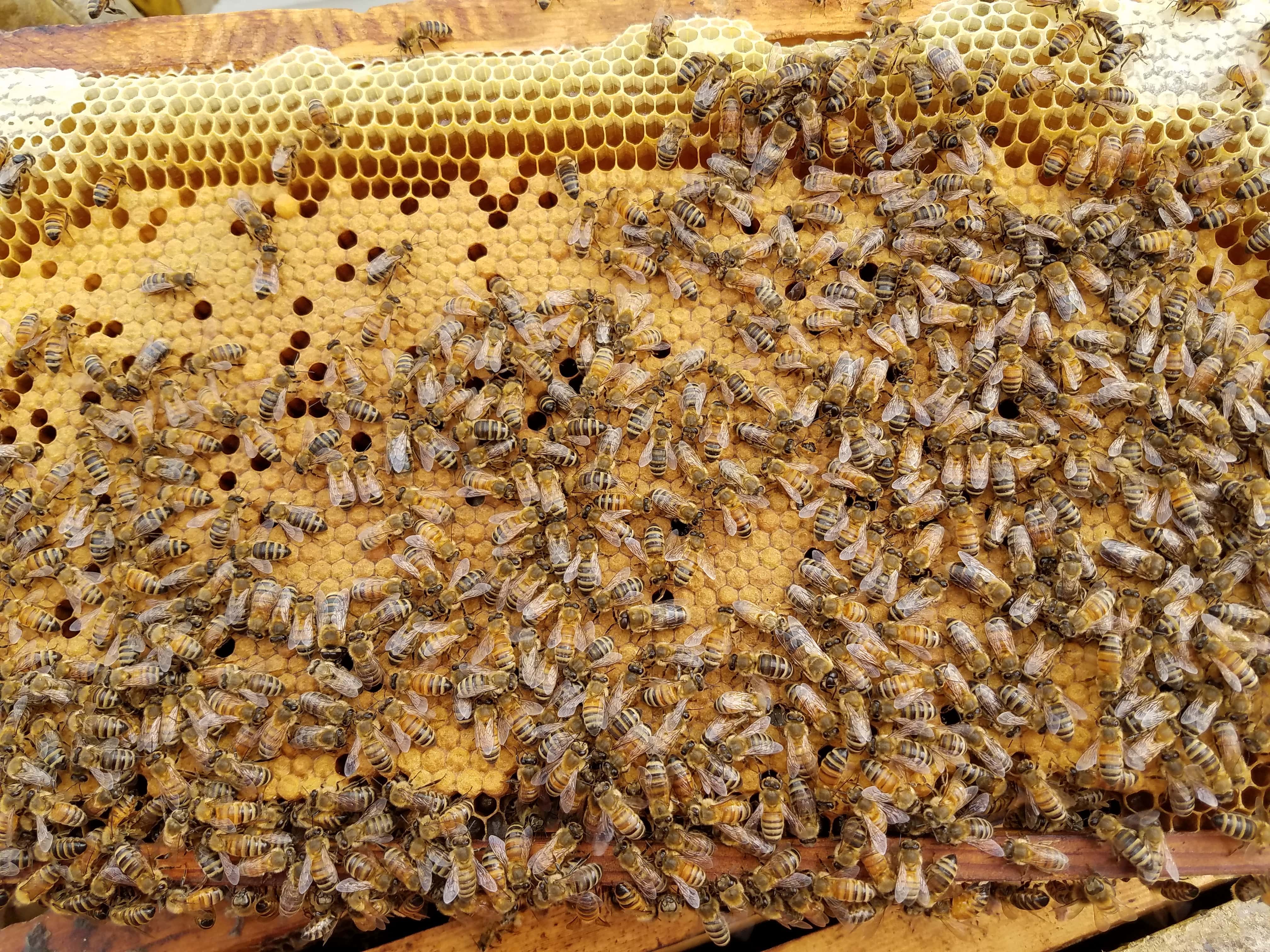 Free Shipping Italian Carniolan Saskatraz queen honey bees for sale to anywhere in the USA including AL AK AR AZ CA CO CT DE FL GA ID IL IN IA KS KY LA ME MD MA MI MN MS MO MT NE NV NH NJ NM NY NC ND OH OK OR PA RI SC SD TN TX UT VT VA WA WV WI WY 