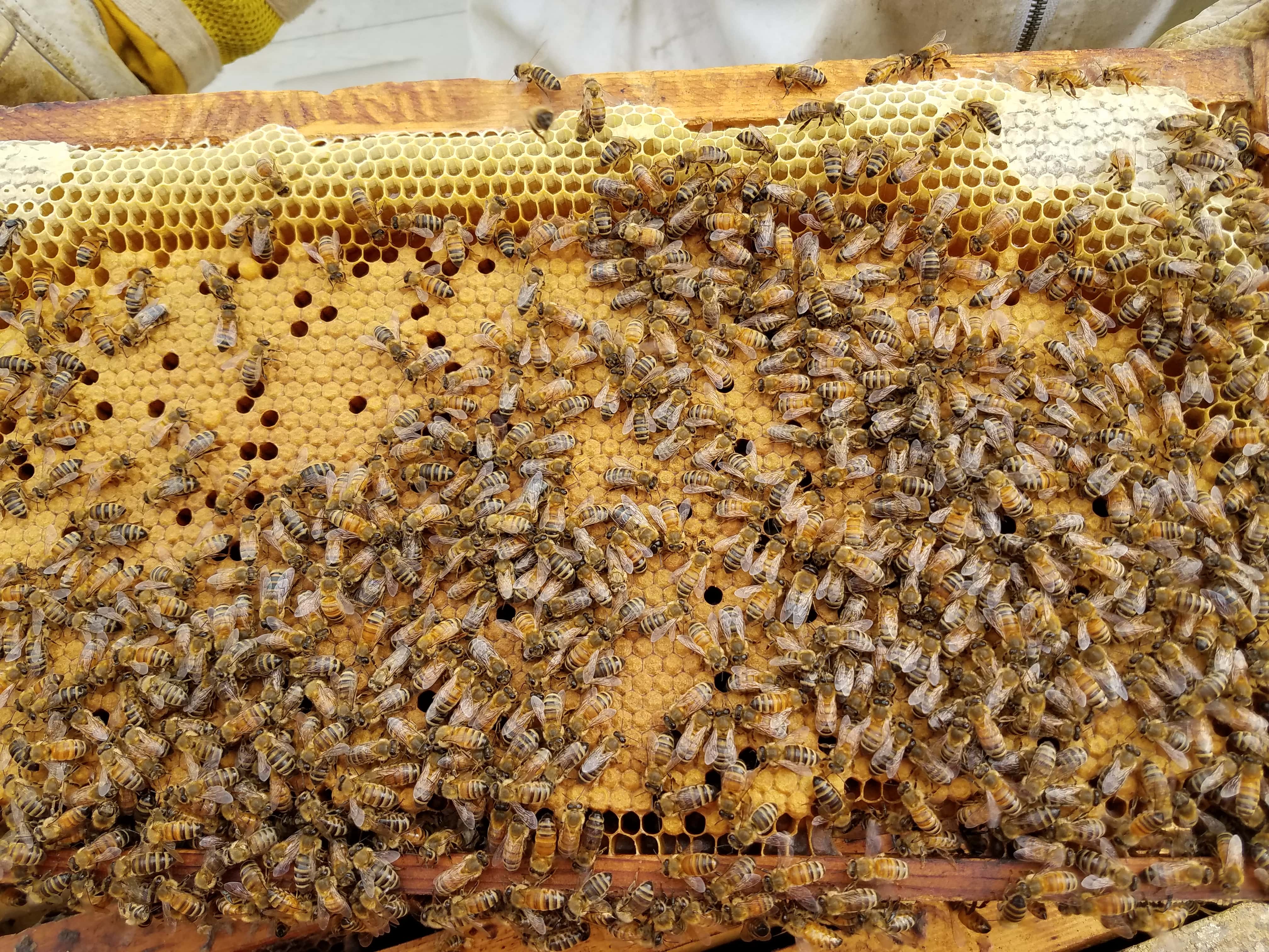 Supplies – Ohio Country Bees