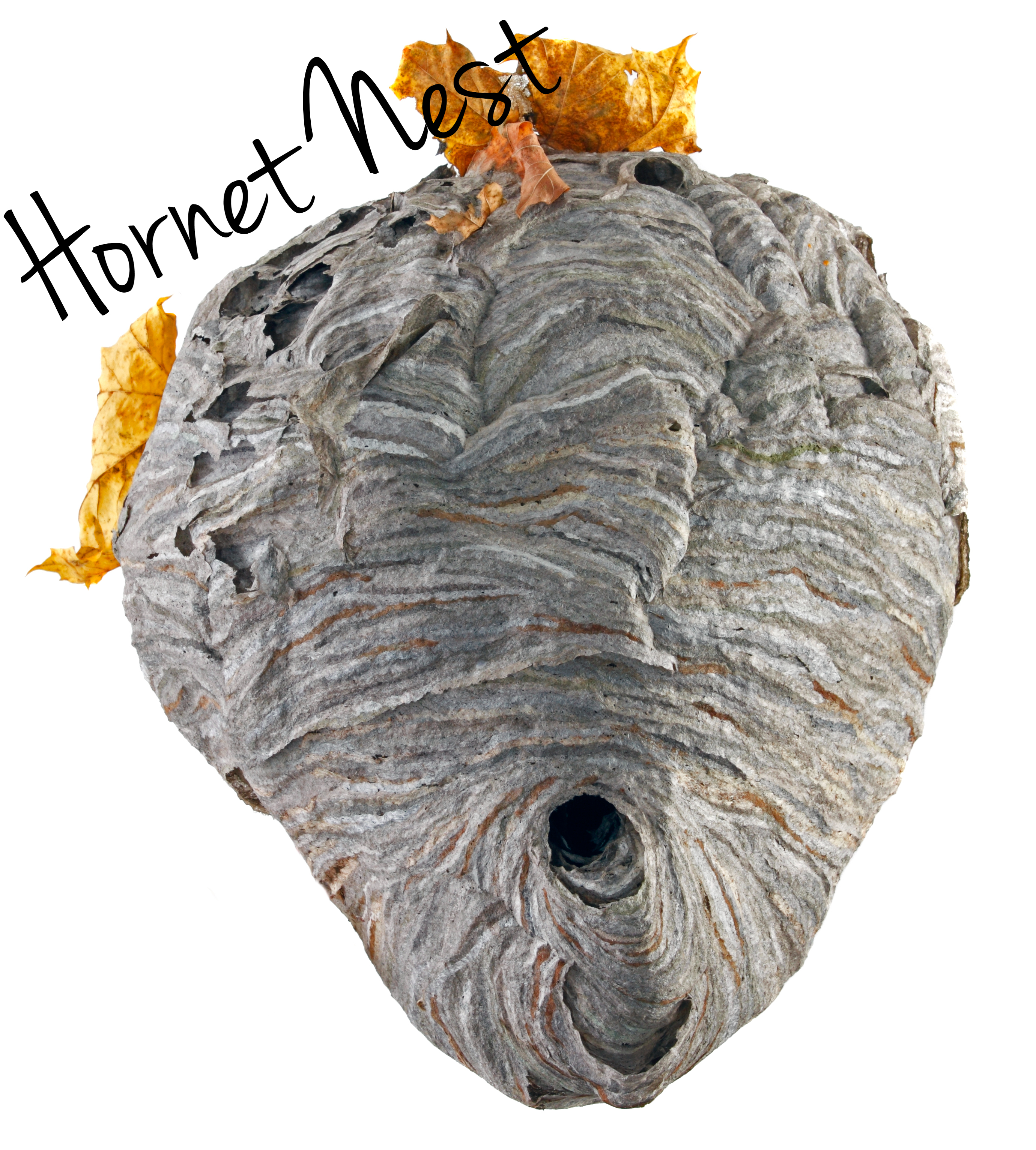 hornet-nests.jpg