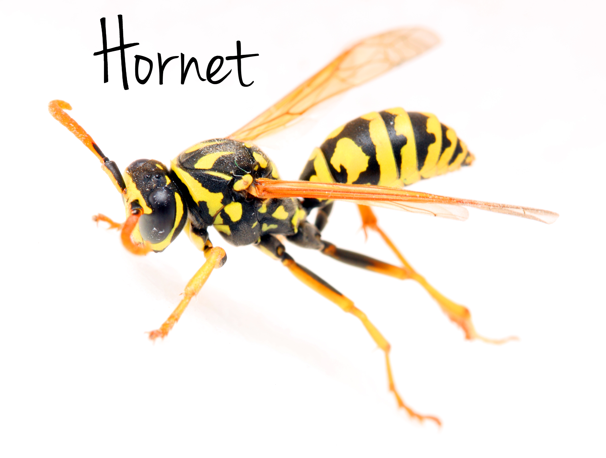 Hornet