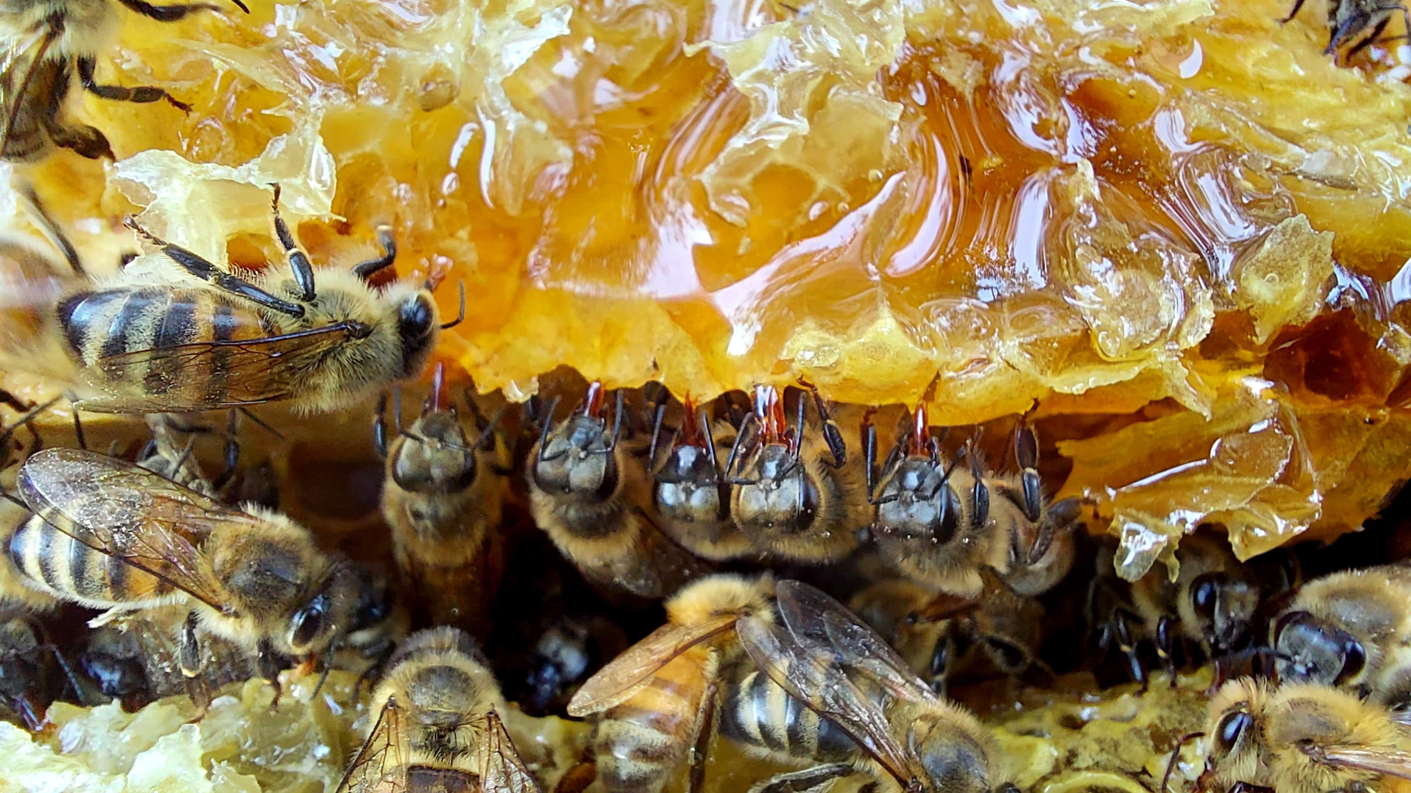 Russian Queen Honey Bees For Sale Free Shipping in Iowa USA