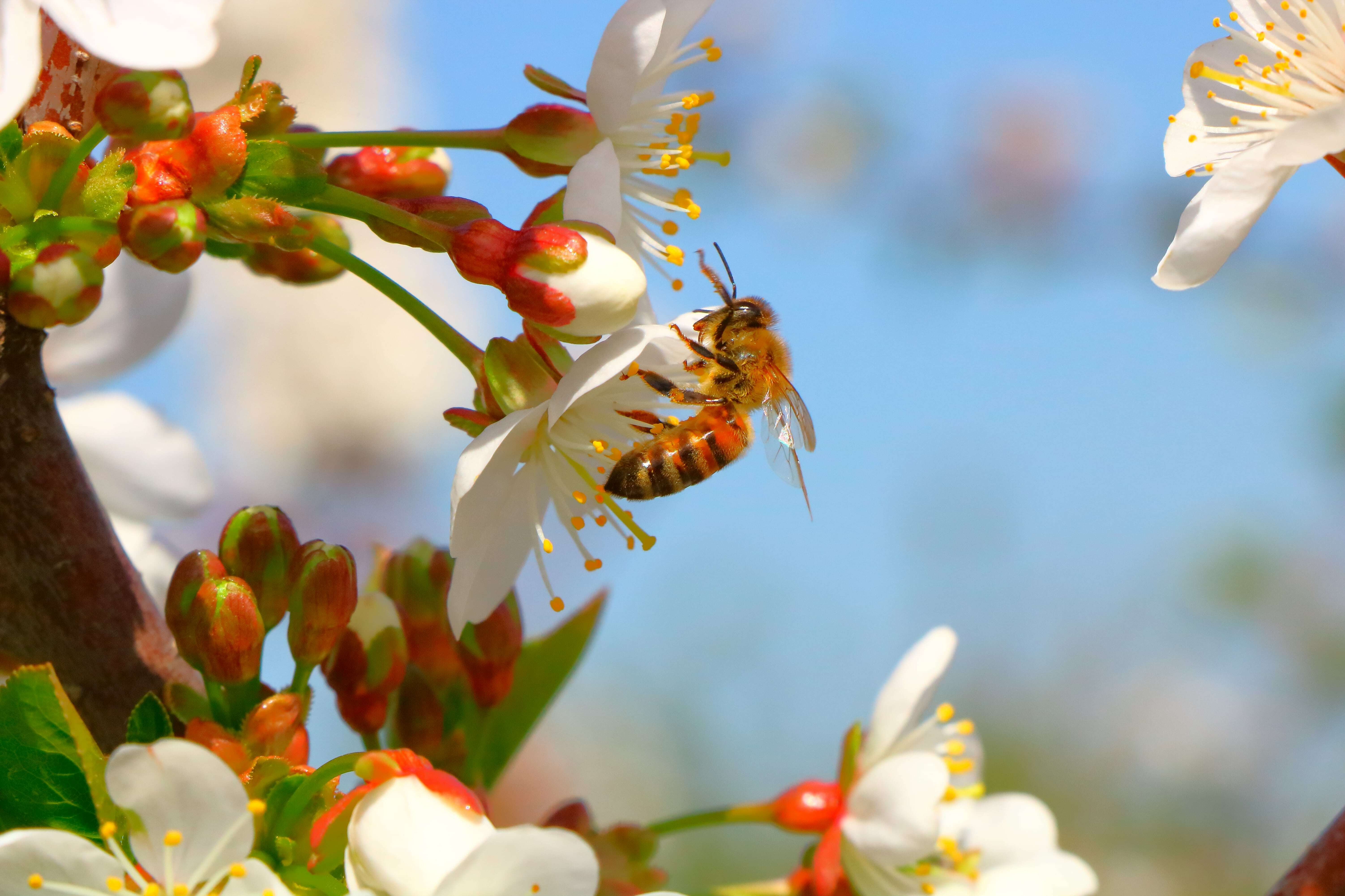 Maryland free shipping beginning beginner beekeeping supplies bees for sale in Maryland 305 x 296 | Maryland beginning beekeeping supplies | free shipping Maryland honey bee supplies for sale