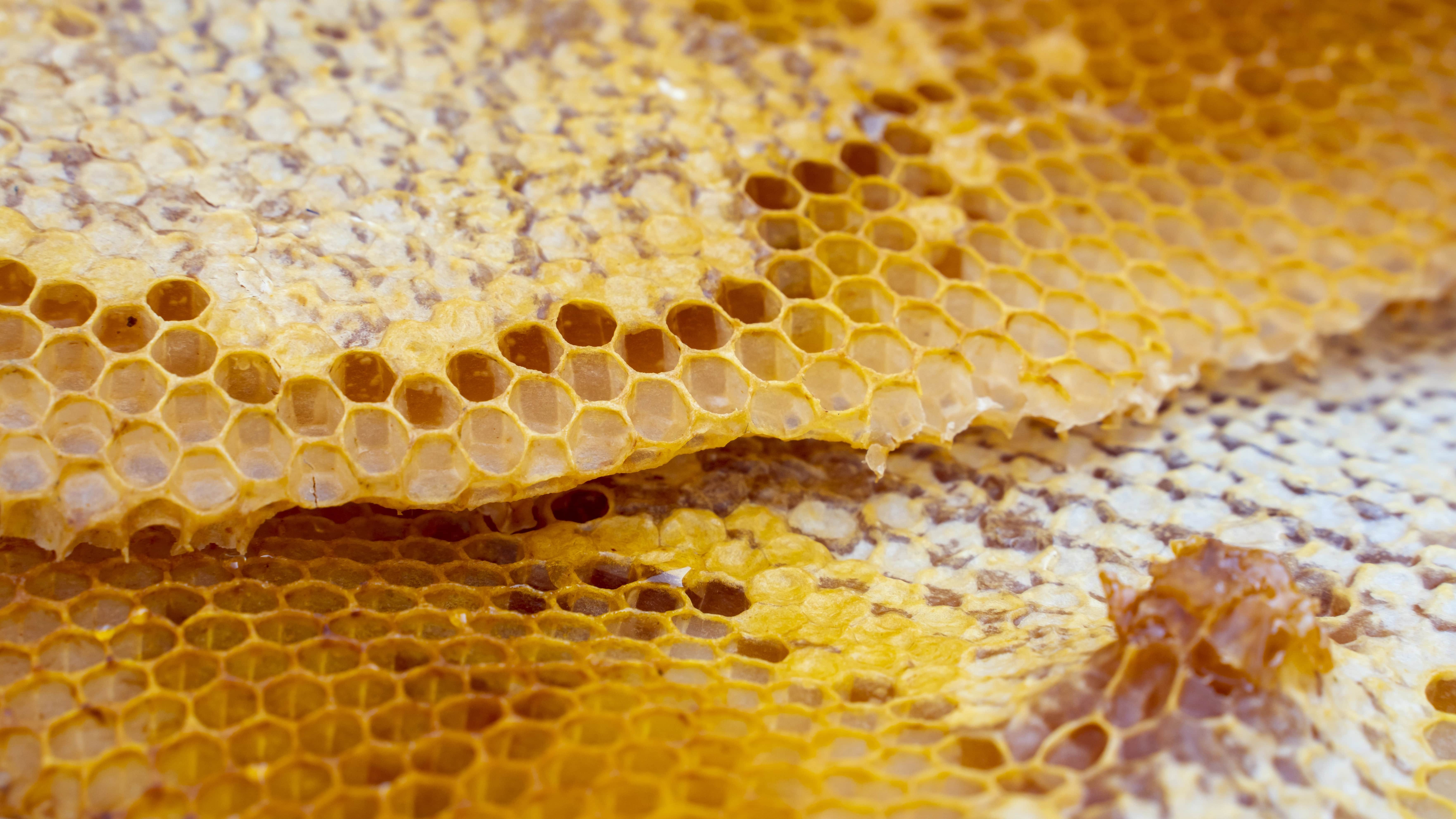 We ship to beekeepers in the following beekeeping cities near me in the state of Massachusetts listings for queen honey bees supply results for beekeeping honeybee supplies for sale free shipping most orders over $100 around the United States: Abington │Acushnet Center │Adams │Agawam │Amesbury │Amherst Center │Andover │Arlington │Athol │Attleboro │Ayer │Baldwinville │Barnstable Town │Barre │Belchertown │Bellingham │Belmont │Beverly │Bliss Corner │Bondsville │Boston │Bourne │Boxford │Braintree │Brewster │Bridgewater │Brockton │Brookline │Burlington │Buzzards Bay │Cambridge │Chatham │Chelsea │Chicopee │Clinton │Cochituate │Cordaville │Danvers │Dedham │Dennis │Dennis Port │Dover │Duxbury │East Brookfield │East Dennis │East Douglas │East Falmouth │Easthampton │East Harwich │East Pepperell │East Sandwich │Essex │Everett │Fall River │Falmouth │Fiskdale │Fitchburg │Forestdale │Fort Devens │Foxborough │Framingham │Franklin │Gardner │Gloucester │Granby │Great Barrington │Greenfield │Green Harbor-Cedar Crest │Groton │Hanson │Harwich Center │Harwich Port │Hatfield │Haverhill │Hingham │Holbrook │Holland │Holyoke │Hopedale │Hopkinton │Housatonic │Hudson │Hull │Ipswich │Kingston │Lawrence │Lee │Lenox │Leominster │Lexington │Littleton Common │Longmeadow │Lowell │Lunenburg │Lynn │Lynnfield │Malden │Mansfield Center │Marblehead │Marion Center │Marlborough │Marshfield │Marshfield Hills │Mashpee Neck │Mattapoisett Center │Maynard │Medfield │Medford │Melrose │Methuen │Middleborough Center │Milford │Millers Falls │Millis-Clicquot │Milton │Monomoscoy Island │Monson Center │Monument Beach │Nahant │Nantucket │Needham │New Bedford │Newburyport │New Seabury │Newton │North Adams │North Amherst │Northampton │North Attleborough Center │Northborough │North Brookfield │North Eastham │North Falmouth │Northfield │North Lakeville │North Pembroke │North Plymouth │North Scituate │North Seekonk │Northwest Harwich │North Westport │Norton Center │Norwood │Ocean Bluff-Brant Rock │Ocean Grove │Onset │Orange │Orleans │Oxford │Palmer │Peabody │Pepperell │Pinehurst │Pittsfield │Plymouth │Pocasset │Popponesset │Popponesset Island │Provincetown │Quincy │Randolph │Raynham Center │Reading │Revere │Rockport │Rowley │Rutland │Sagamore │Salem │Salisbury │Sandwich │Saugus │Scituate │Seabrook │Seconsett Island │Sharon │Shelburne Falls │Shirley │Smith Mills │Somerset │Somerville │South Amherst │South Ashburnham │Southbridge │South Deerfield │South Dennis │South Duxbury │South Lancaster │South Yarmouth │Spencer │Springfield │Stoneham │Sturbridge │Swampscott │Taunton │Teaticket │Three Rivers │Topsfield │Townsend │Turners Falls │Upton-West Upton │Vineyard Haven │Wakefield │Walpole │Waltham │Ware │Wareham Center │Warren │Watertown │Webster │Wellesley │Westborough │West Brookfield │West Chatham │West Concord │West Dennis │West Falmouth │Westfield │West Springfield │West Wareham │West Yarmouth │Weweantic │Weymouth │White Island Shores │Whitinsville │Wilbraham │Williamstown │Wilmington │Winchendon │Winchester │Winthrop │Woburn │Woods Hole │Worcester │Yarmouth Port