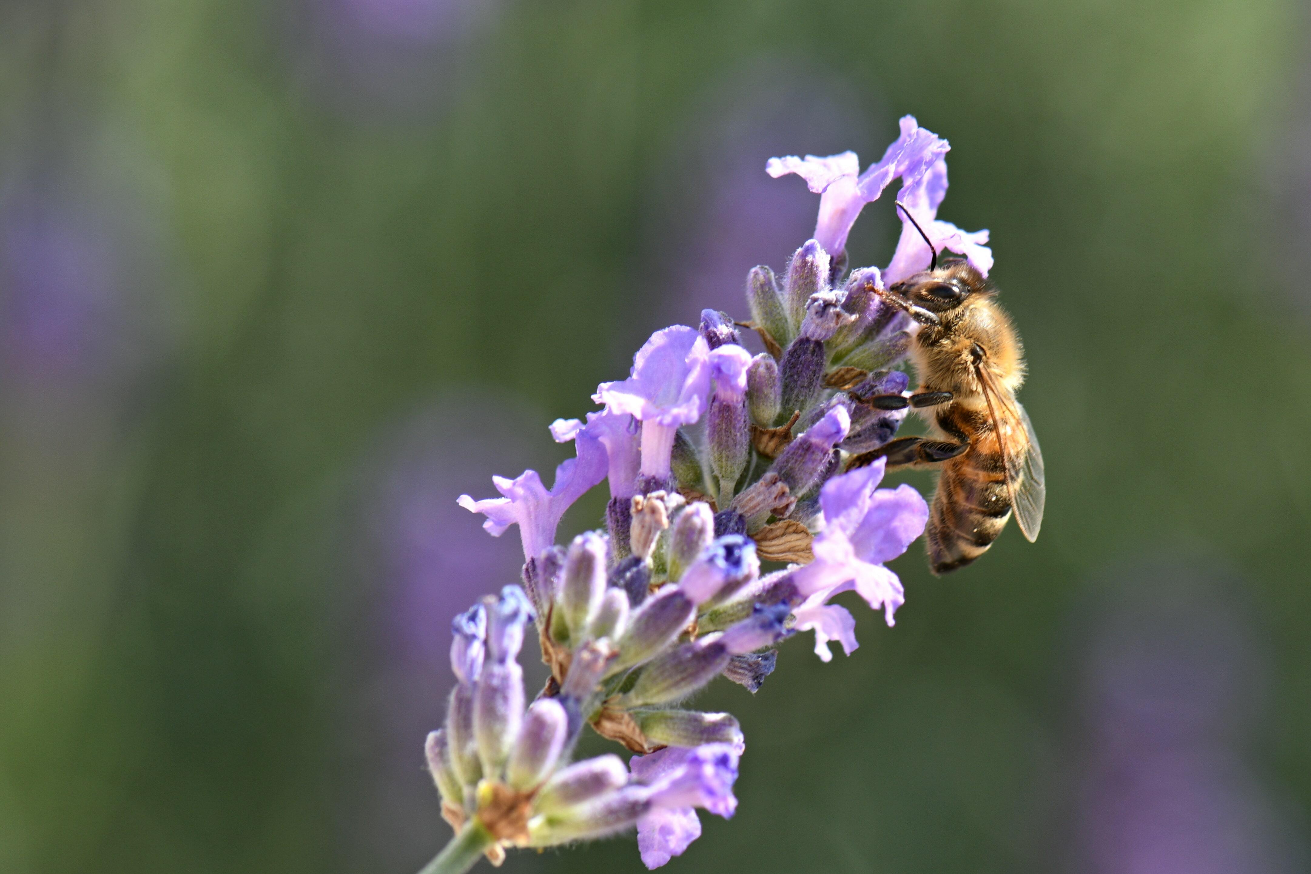 Minnesota Honey Bee Supplies For Sale 