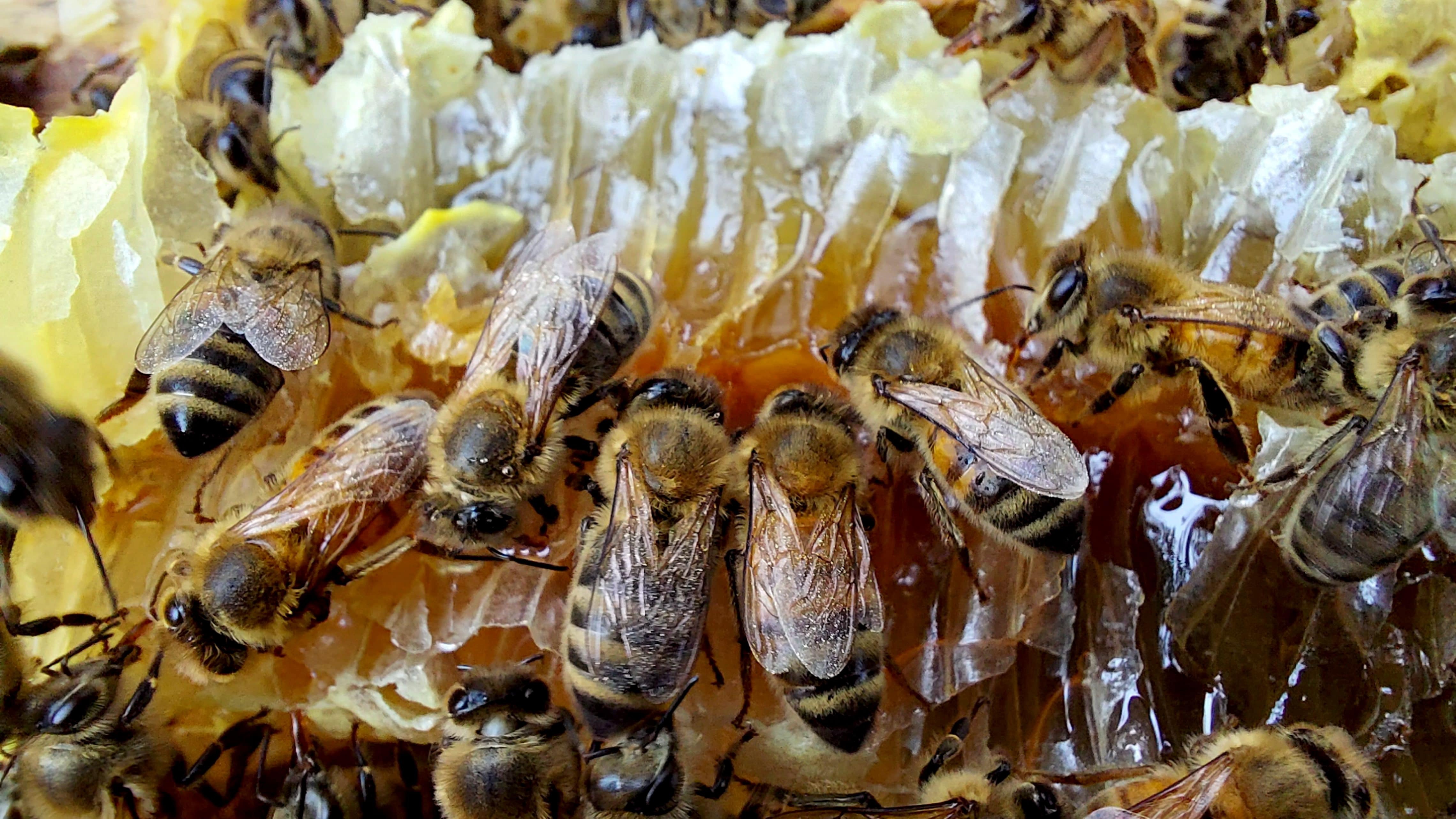 We ship to beekeepers in the following beekeeping cities near me in the state of listings for queen honey bees supply results for beekeeping honeybee supplies for sale free shipping most orders over $100 around the United States: Adrian │Advance │Affton │Agency village │Airport Drive village │Alba │Albany │Aldrich village │Alexandria │Allendale │Allenville village │Alma │Altamont village │Altenburg │Alton │Amazonia village │Amity │Amoret │Amsterdam │Anderson │Annada village │Annapolis │Anniston │Appleton City │Arbela │Arbyrd │Arcadia │Archie │Arcola village │Argyle │Arkoe │Armstrong │Arnold │Arrow Point village │Arrow Rock │Asbury │Ashburn │Ash Grove │Ashland │Atlanta │Augusta │Aullville village │Aurora │Auxvasse │Ava │Avilla │Avondale │Bagnell │Baker village │Bakersfield village │Baldwin Park village │Ballwin │Baring │Barnard │Barnett │Barnhart │Bates City │Battlefield │Bella Villa │Bell City │Belle │Bellefontaine Neighbors │Bellerive village │Bellflower │Bel-Nor village │Bel-Ridge village │Belton │Benton │Benton City village │Berger │Berkeley │Bernie │Bertrand │Bethany │Bethel village │Beverly Hills │Bevier │Biehle village │Bigelow village │Big Lake village │Billings │Birch Tree │Birmingham village │Bismarck │Blackburn │Black Jack │Blackwater │Blairstown │Bland │Blodgett village │Bloomfield │Bloomsdale │Blue Eye │Blue Springs │Blythedale village │Bogard │Bolckow │Bolivar │Bonne Terre │Boonville │Bosworth │Bourbon │Bowling Green │Bragg City │Brandsville │Branson │Branson West │Brashear │Braymer │Breckenridge │Breckenridge Hills │Brentwood │Bridgeton │Brimson village │Bronaugh │Brookfield │Brookline village │Brooklyn Heights │Browning │Brownington │Brumley │Brunswick │Bucklin │Buckner │Buffalo │Bull Creek village │Bunceton │Bunker │Burgess │Burlington Junction │Butler │Butterfield village │Byrnes Mill │Cabool │Cainsville │Cairo village │Caledonia village │Calhoun │California │Callao │Calverton Park village │Camden │Camden Point │Camdenton │Cameron │Campbell │Canalou │Canton │Cape Girardeau │Cardwell │Carl Junction │Carrollton │Carterville │Carthage │Caruthersville │Carytown │Cassville │Castle Point │Catron │Cave │Cedar Hill │Cedar Hill Lakes village │Center │Centertown │Centerview │Centerville │Centralia │Chaffee │Chain of Rocks village │Chain-O-Lakes village │Chamois │Champ village │Charlack │Charleston │Chesterfield │Chilhowee │Chillicothe │Chula │Clarence │Clark │Clarksburg │Clarksdale │Clarkson Valley │Clarksville │Clarkton │Claycomo village │Clayton │Clearmont │Cleveland │Clever │Cliff Village village │Clifton Hill │Climax Springs village │Clinton │Clyde village │Cobalt village │Coffey │Cole Camp │Collins village │Columbia │Commerce village │Conception Junction │Concord │Concordia │Coney Island village │Conway │Cool Valley │Cooter │Corder │Corning │Cosby village │Cottleville │Country Club village │Country Club Hills │Country Life Acres village │Cowgill │Craig │Crane │Creighton │Crestwood │Creve Coeur │Crocker │Cross Timbers │Crystal City │Crystal Lake Park │Crystal Lakes │Cuba │Curryville │Dadeville village │Dalton │Dardenne Prairie │Darlington village │Dearborn │Deepwater │Deerfield village │De Kalb │Dellwood │Delta │Dennis Acres village │Denver village │Des Arc village │Desloge │De Soto │Des Peres │De Witt │Dexter │Diamond │Diehlstadt village │Diggins village │Dixon │Doniphan │Doolittle │Dover │Downing │Drexel │Dudley │Duenweg │Duquesne village │Dutchtown village │Eagleville │East Lynne │Easton │East Prairie │Edgar Springs │Edgerton │Edina │Edmundson │Eldon │El Dorado Springs │Ellington │Ellisville │Ellsinore │Elmer │Elmira village │Elmo │Elsberry │Emerald Beach village │Eminence │Emma │Eolia village │Essex │Ethel │Eureka │Everton │Ewing │Excelsior Estates village │Excelsior Springs │Exeter │Fairfax │Fair Grove │Fair Play │Fairview │Farber │Farley village │Farmington │Fayette │Fenton │Ferguson │Ferrelview village │Festus │Fidelity │Fillmore │Fisk │Fleming │Flemington village │Flint Hill │Flordell Hills │Florida village │Florissant │Foley │Fordland │Forest City │Foristell │Forsyth │Fortescue │Fort Leonard Wood │Foster village │Fountain N' Lakes village │Frankford │Franklin │Fredericktown │Freeburg village │Freeman │Freistatt village │Fremont Hills │Frohna │Frontenac │Fulton │Gainesville │Galena │Gallatin │Galt │Garden City │Gasconade │Gentry village │Gerald │Gerster │Gibbs village │Gideon │Gilliam │Gilman City │Gladstone │Glasgow │Glasgow Village │Glenaire │Glen Allen │Glendale │Glen Echo Park village │Glenwood village │Golden City │Goodman │Gordonville village │Gower │Graham │Grain Valley │Granby │Grand Falls Plaza │Grandin │Grand Pass village │Grandview │Granger village │Grant City │Grantwood Village │Gravois Mills │Gray Summit │Greencastle │Green City │Greendale │Greenfield │Green Park │Green Ridge │Greentop │Greenville │Greenwood │Guilford │Gunn City village │Hale │Halfway village │Hallsville │Halltown village │Hamilton │Hanley Hills village │Hannibal │Hardin │Harris │Harrisburg │Harrisonville │Hartsburg │Hartville │Hartwell village │Harwood village │Hawk Point │Hayti │Hayti Heights │Hayward │Haywood City village │Hazelwood │Henrietta │Herculaneum │Hermann │Hermitage │Higbee │Higginsville │High Hill │Highlandville │High Ridge │Hillsboro │Hillsdale village │Hoberg village │Holcomb │Holden │Holland │Holliday village │Hollister │Holt │Holts Summit │Homestead village │Homestown │Hopkins │Horine │Hornersville │Houston │Houstonia │Houston Lake │Howardville │Hughesville village │Humansville │Hume │Humphreys village │Hunnewell │Huntleigh │Huntsville │Hurdland │Hurley │Iatan village │Iberia │Imperial │Independence │Indian Point village │Innsbrook village │Ionia │Irena village │Irondale │Iron Mountain Lake │Ironton │Jackson │Jacksonville village │Jameson │Jamesport │Jamestown │Jasper │Jefferson City │Jennings │Jerico Springs village │Jonesburg │Joplin │Josephville village │Junction City village │Kahoka │Kansas City │Kearney │Kelso village │Kennett │Keytesville │Kidder │Kimberling City │Kimmswick │King City │Kingdom City village │Kingston │Kingsville │Kinloch │Kirksville │Kirkwood │Knob Noster │Knox City │Koshkonong │La Belle │Laclede │Laddonia │La Due village │Ladue │La Grange │Lake Annette │Lake Lafayette │Lake Lotawana │Lake Mykee Town village │Lake Ozark │Lake St. Louis │Lakeshire │Lakeside │Lake Tapawingo │Lake Waukomis │Lake Winnebago │Lamar │Lamar Heights village │Lambert village │La Monte │Lanagan │Lancaster │La Plata │Laredo │La Russell │Lathrop │La Tour village │Laurie village │Lawson │Leadington │Leadwood │Leasburg village │Leawood village │Lebanon │Lee's Summit │Leeton │Lemay │Leonard village │Leslie village │Levasy │Lewis and Clark Village │Lewistown │Lexington │Liberal │Liberty │Licking │Lilbourn │Lincoln │Linn │Linn Creek │Linneus │Lithium village │Livonia village │Lock Springs village │Lockwood │Lohman │Loma Linda │Lone Jack │Longtown │Louisburg village │Louisiana │Lowry City │Lucerne village │Ludlow │Lupus │Luray village │McBaine │McCord Bend village │McFall │Mackenzie village │McKittrick │Macks Creek │Macon │Madison │Maitland │Malden │Malta Bend │Manchester │Mansfield │Maplewood │Marble Hill │Marceline │Marionville │Marlborough village │Marquand │Marshall │Marshfield │Marston │Marthasville │Martinsburg │Maryland Heights │Maryville │Matthews │Maysville │Mayview │Meadville │Mehlville │Memphis │Mendon │Mercer │Merriam Woods village │Merwin village │Meta │Metz │Mexico │Miami │Middletown │Milan │Milford village │Millard village │Miller │Mill Spring village │Milo village │Mindenmines │Miner │Mineral Point │Miramiguoa Park village │Missouri City │Moberly │Mokane │Moline Acres │Monett │Monroe City │Montgomery City │Monticello village │Montrose │Mooresville village │Morehouse │Morley │Morrison │Morrisville │Mosby │Moscow Mills │Mound City │Moundville │Mountain Grove │Mountain View │Mount Leonard │Mount Moriah │Mount Vernon │Murphy │Napoleon │Naylor │Neck City │Neelyville │Nelson │Neosho │Nevada │Newark village │New Bloomfield │Newburg │New Cambria │New Florence │New Franklin │New Hampton │New Haven │New London │New Madrid │New Melle │Newtonia │Newtown │Niangua │Nixa │Noel │Norborne │Normandy │North Kansas City │North Lilbourn village │Northmoor │North Wardell village │Northwoods │Norwood │Norwood Court │Novelty village │Novinger │Oak Grove village │Oak Grove │Oakland │Oak Ridge │Oaks village │Oakview village │Oakville │Oakwood village │Oakwood Park village │Odessa │O'Fallon │Old Appleton │Old Monroe │Olean │Olivette │Olympian Village │Oran │Oregon │Oronogo │Orrick │Osage Beach │Osborn │Osceola │Osgood village │Otterville │Overland │Owensville │Ozark │Pacific │Pagedale │Palmyra │Paris │Parkdale village │Park Hills │Parkville │Parkway village │Parma │Parnell │Pasadena Hills │Pasadena Park village │Pascola village │Passaic │Pattonsburg │Paynesville village │Peculiar │Penermon village │Perry │Perryville │Pevely │Phillipsburg village │Pickering │Piedmont │Pierce City │Pilot Grove │Pilot Knob │Pine Lawn │Pineville │Pinhook village │Platte City │Platte Woods │Plattsburg │Pleasant Hill │Pleasant Hope │Pleasant Valley │Pocahontas │Pollock village │Polo │Poplar Bluff │Portage Des Sioux │Portageville │Potosi │Powersville village │Prairie Home │Prathersville village │Preston │Princeton │Purcell │Purdin │Purdy │Puxico │Queen City │Quitman │Qulin │Randolph village │Ravenwood │Raymondville │Raymore │Raytown │Rayville village │Rea │Redings Mill village │Reeds │Reeds Spring │Renick village │Rensselaer village │Republic │Revere │Rhineland │Richards │Rich Hill │Richland │Richmond │Richmond Heights │Ridgely village │Ridgeway │Risco │Ritchey │River Bend village │Riverside │Riverview village │Rives │Rocheport │Rockaway Beach │Rock Hill │Rock Port │Rockville │Rogersville │Rolla │Roscoe village │Rosebud │Rosendale │Rothville village │Rush Hill village │Rushville │Russellville │Rutledge │Saginaw village │St. Ann │St. Charles │St. Clair │St. Cloud village │Ste. Genevieve │St. Elizabeth village │St. George │St. James │St. John │St. Joseph │St. Louis │St. Martins │St. Mary │St. Paul │St. Peters │St. Robert │St. Thomas │Salem │Salisbury │Sappington │Sarcoxie │Savannah │Schell City │Scotsdale │Scott City │Sedalia │Sedgewickville village │Seligman │Senath │Seneca │Seymour │Shelbina │Shelbyville │Sheldon │Shell Knob │Sheridan │Shoal Creek Drive village │Shoal Creek Estates │Shrewsbury │Sibley village │Sikeston │Silex village │Silver Creek village │Skidmore │Slater │Smithton │Smithville │South Gifford village │South Gorin │South Greenfield village │South Lineville │South West City │Spanish Lake │Sparta │Spickard │Spokane │Springfield │Stanberry │Stark City │Steele │Steelville │Stella │Stewartsville │Stockton │Stotesbury │Stotts City │Stoutland village │Stoutsville village │Stover │Strafford │Strasburg │Sturgeon │Sugar Creek │Sullivan │Summersville │Sumner │Sundown village │Sunrise Beach village │Sunset Hills │Sweet Springs │Sycamore Hills village │Syracuse │Table Rock village │Tallapoosa │Taneyville village │Taos │Tarkio │Tarrants village │Thayer │Theodosia village │Tightwad village │Tina village │Tindall │Tipton │Town and Country │Tracy │Trenton │Trimble │Triplett │Troy │Truesdale │Truxton village │Turney village │Tuscumbia │Twin Bridges village │Twin Oaks village │Umber View Heights village │Union │Union Star │Unionville │Unity Village village │University City │Uplands Park village │Urbana │Urich │Utica village │Valley Park │Van Buren │Vandalia │Vandiver village │Vanduser village │Velda City │Velda Village Hills village │Verona │Versailles │Viburnum │Vienna │Village of Four Seasons village │Villa Ridge │Vinita Park │Vinita Terrace village │Vista village │Waco │Walker │Walnut Grove │Wardell │Wardsville village │Warrensburg │Warrenton │Warsaw │Warson Woods │Washburn │Washington │Watson village │Waverly │Wayland │Waynesville │Weatherby │Weatherby Lake │Weaubleau │Webb City │Webster Groves │Weldon Spring │Weldon Spring Heights │Wellington │Wellston │Wellsville │Wentworth village │Wentzville │West Alton │Westboro │West Line village │Weston │Westphalia │West Plains │Westwood village │Wheatland │Wheaton │Wheeling │Whiteman AFB │Whiteside village │Whitewater │Wilbur Park village │Wildwood │Willard │Williamsville │Willow Springs │Wilson City village │Winchester │Windsor │Winfield │Winona │Winston village │Woods Heights │Woodson Terrace │Wooldridge village │Worth │Worthington village │Wright City │Wyaconda │Wyatt │Zalma village