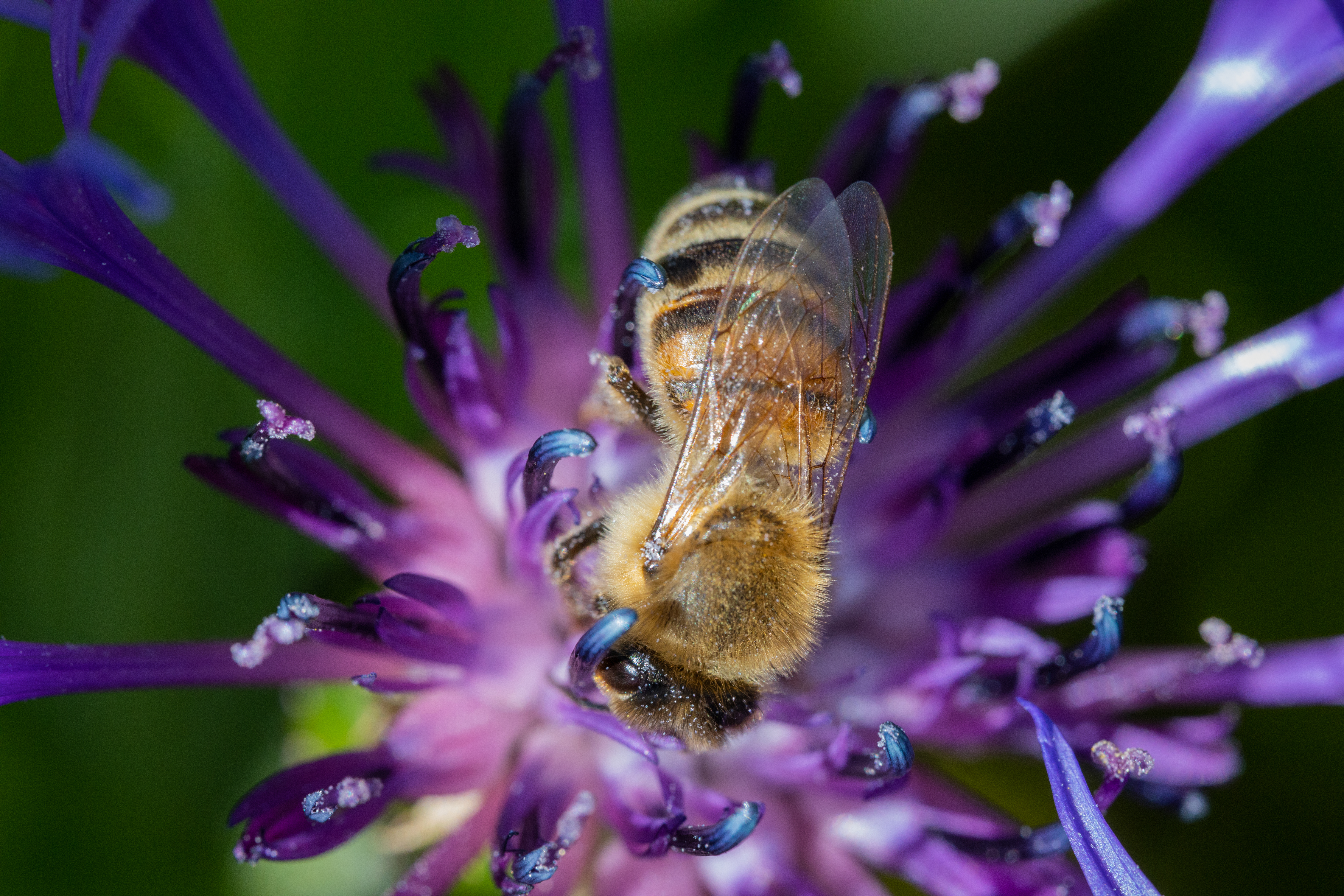 Montana free shipping beginning beginner beekeeping supplies bees for sale in Montana 305 x 296 | Montana beginning beekeeping supplies | free shipping Montana honey bee supplies for sale