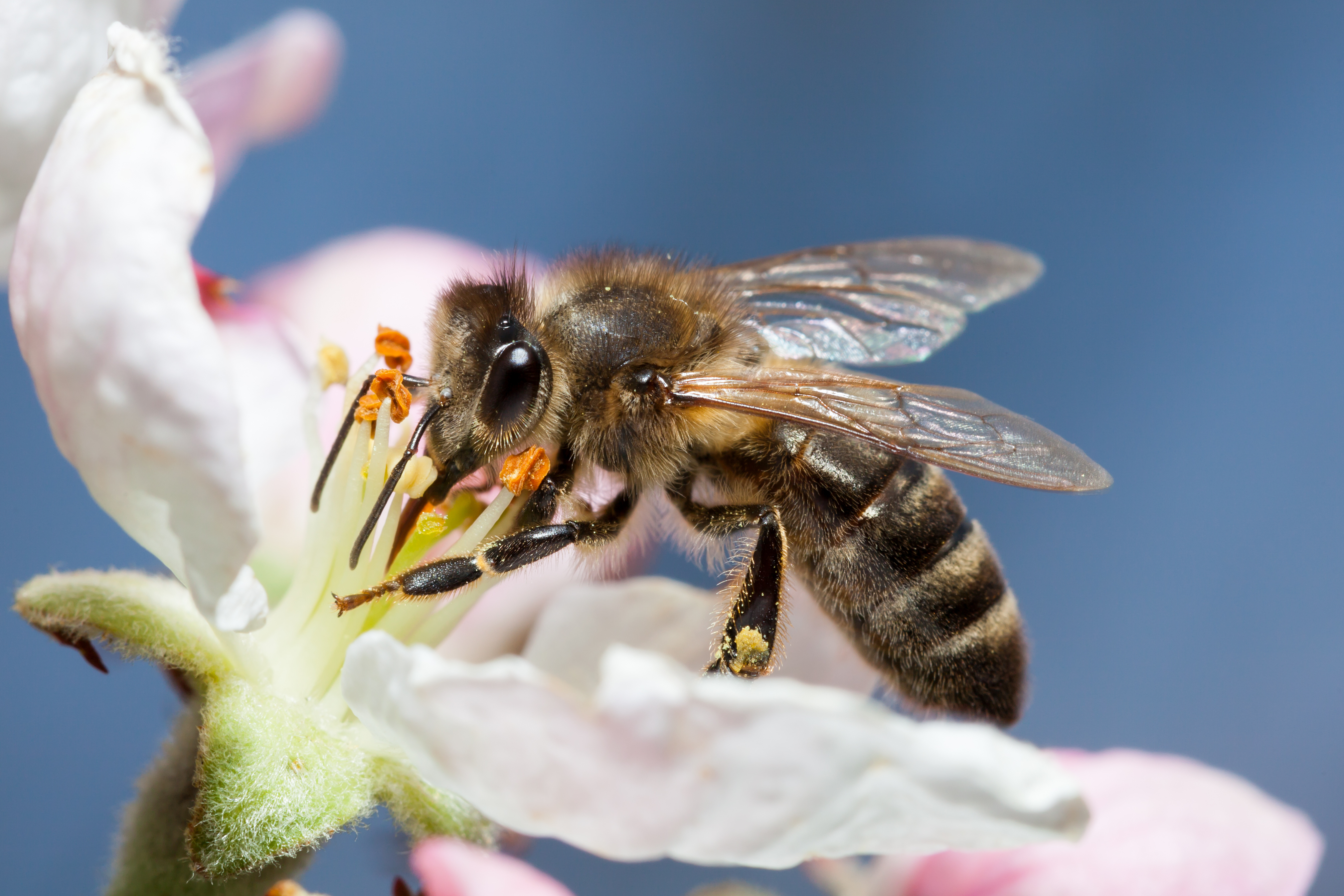 Nebraska free shipping beginning beginner beekeeping supplies bees for sale in Nebraska 305 x 296 | Nebraska beginning beekeeping supplies | free shipping Nebraska honey bee supplies for sale