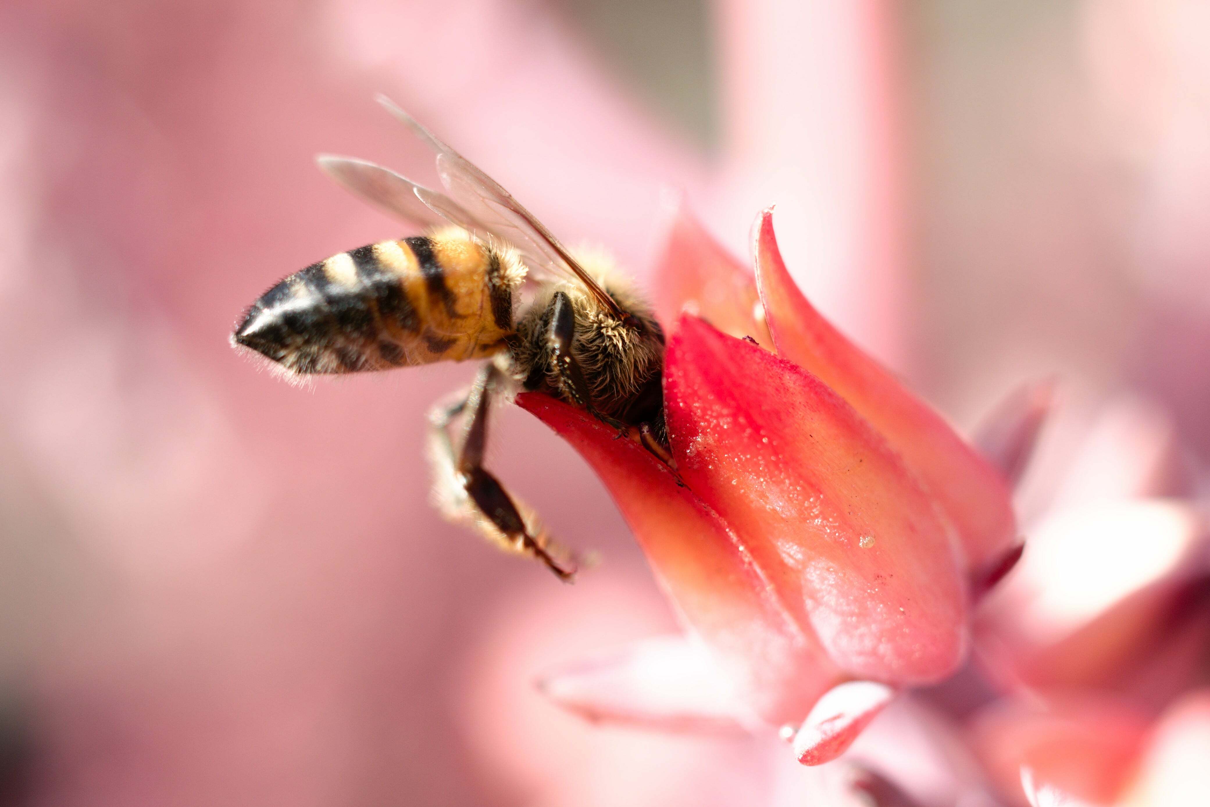 Baby Bees - Where are They? - Carolina Honeybees