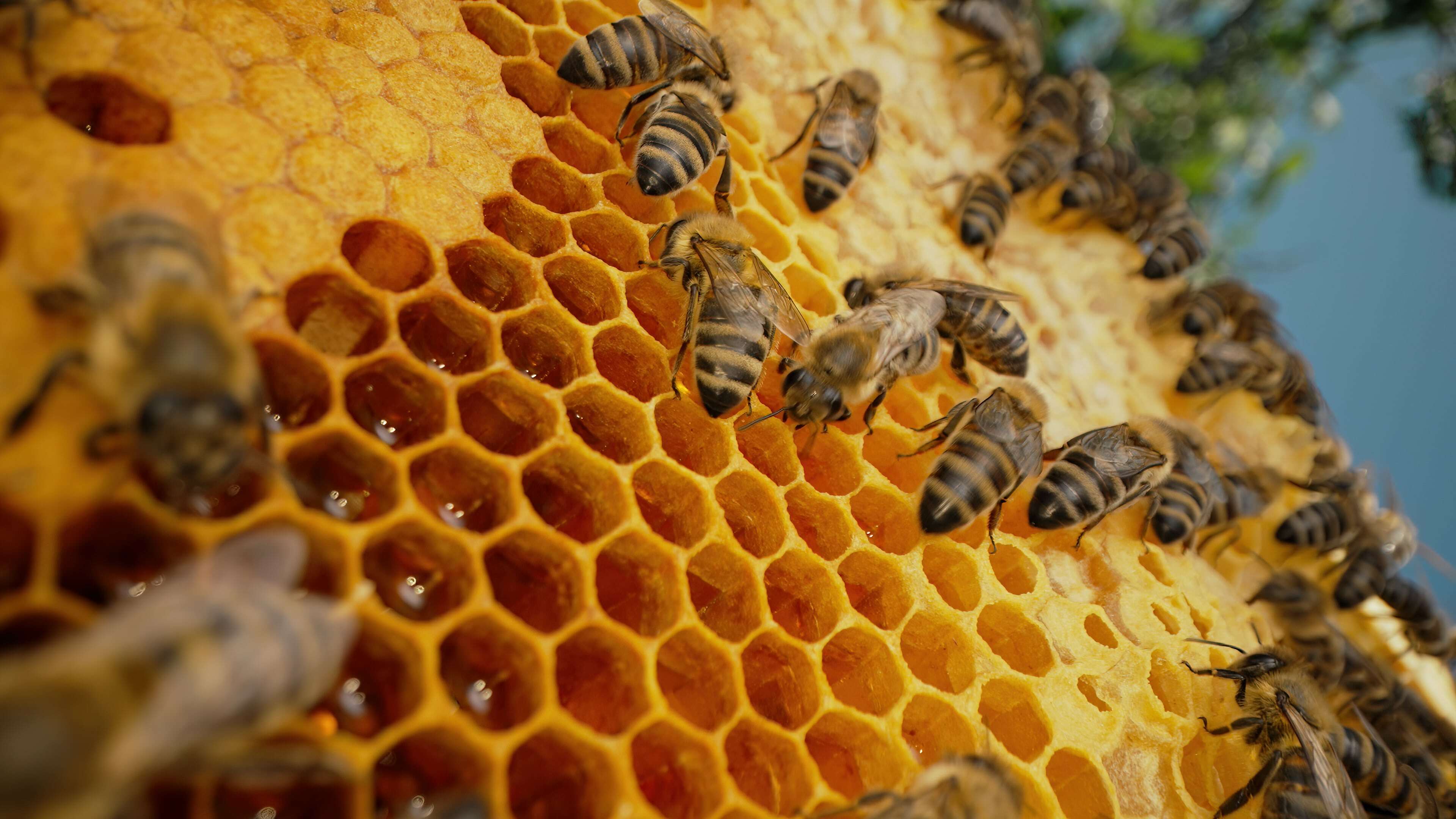 North Dakota free shipping beginning beginner beekeeping supplies bees for sale in North Dakota 305 x 296 | North Dakota beginning beekeeping supplies | free shipping North Dakota honey bee supplies for sale