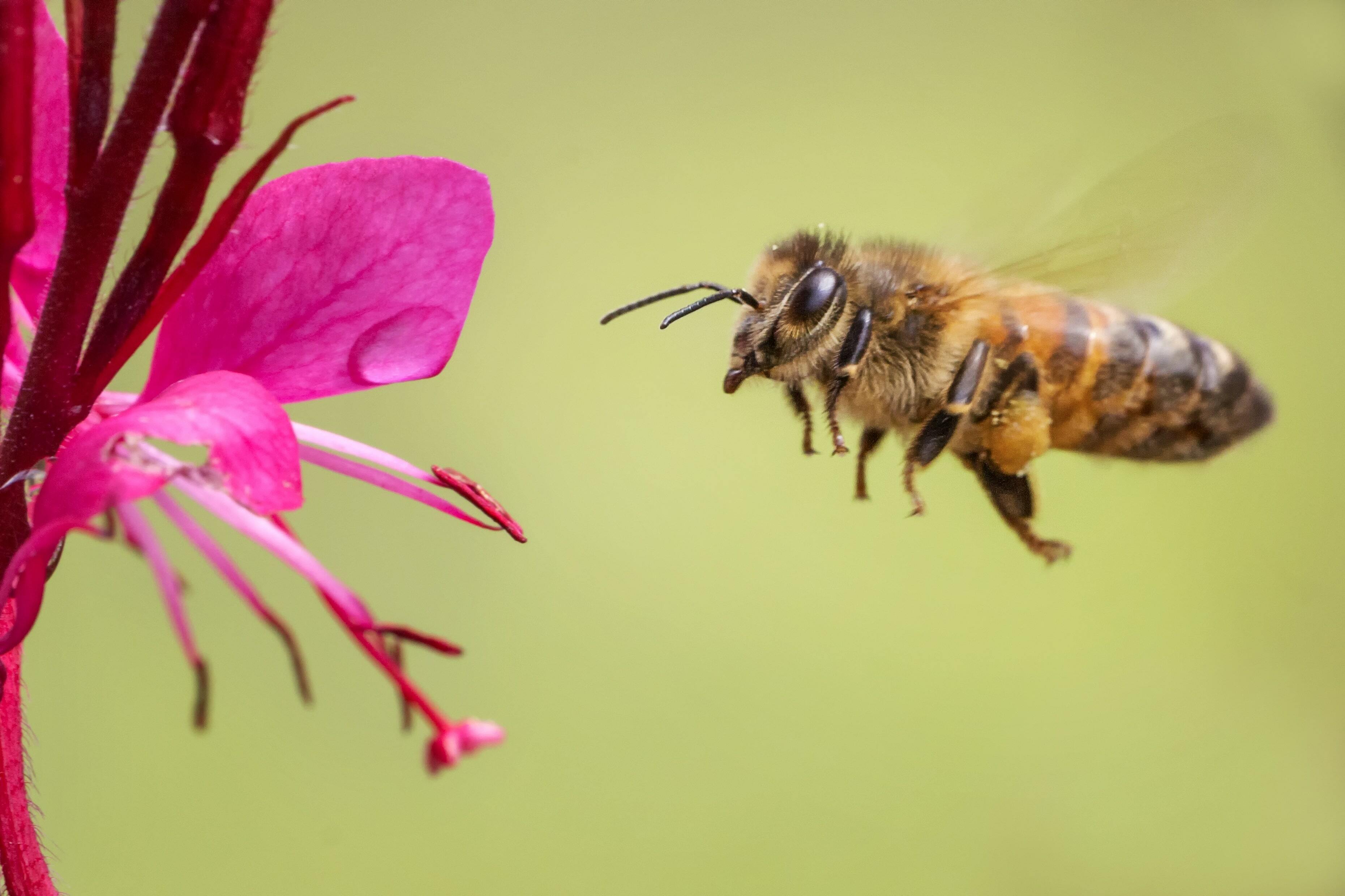 South Dakota free shipping beginning beginner beekeeping supplies bees for sale in South Dakota 305 x 296 | South Dakota beginning beekeeping supplies | free shipping South Dakota honey bee supplies for sale