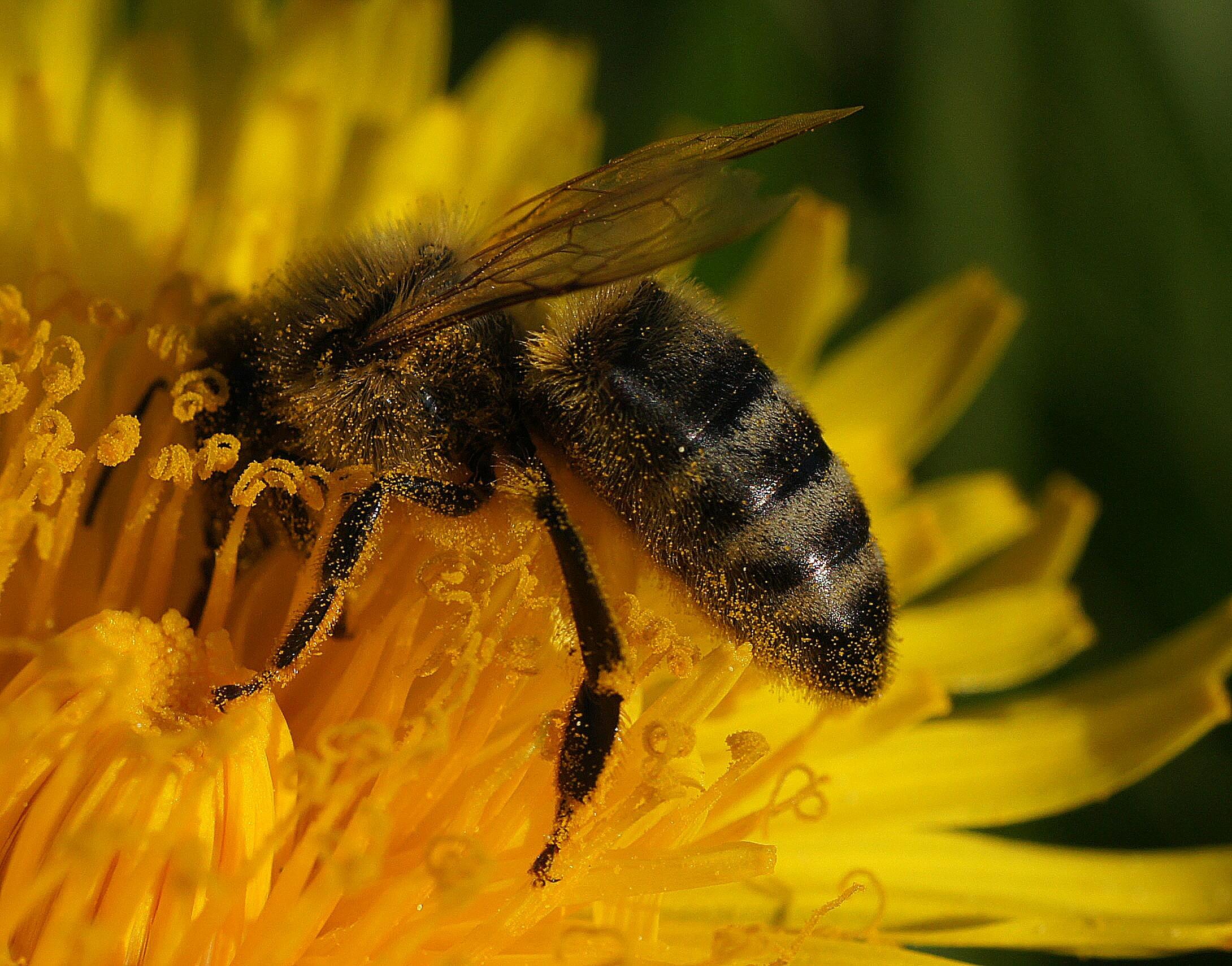 Supplies – Ohio Country Bees