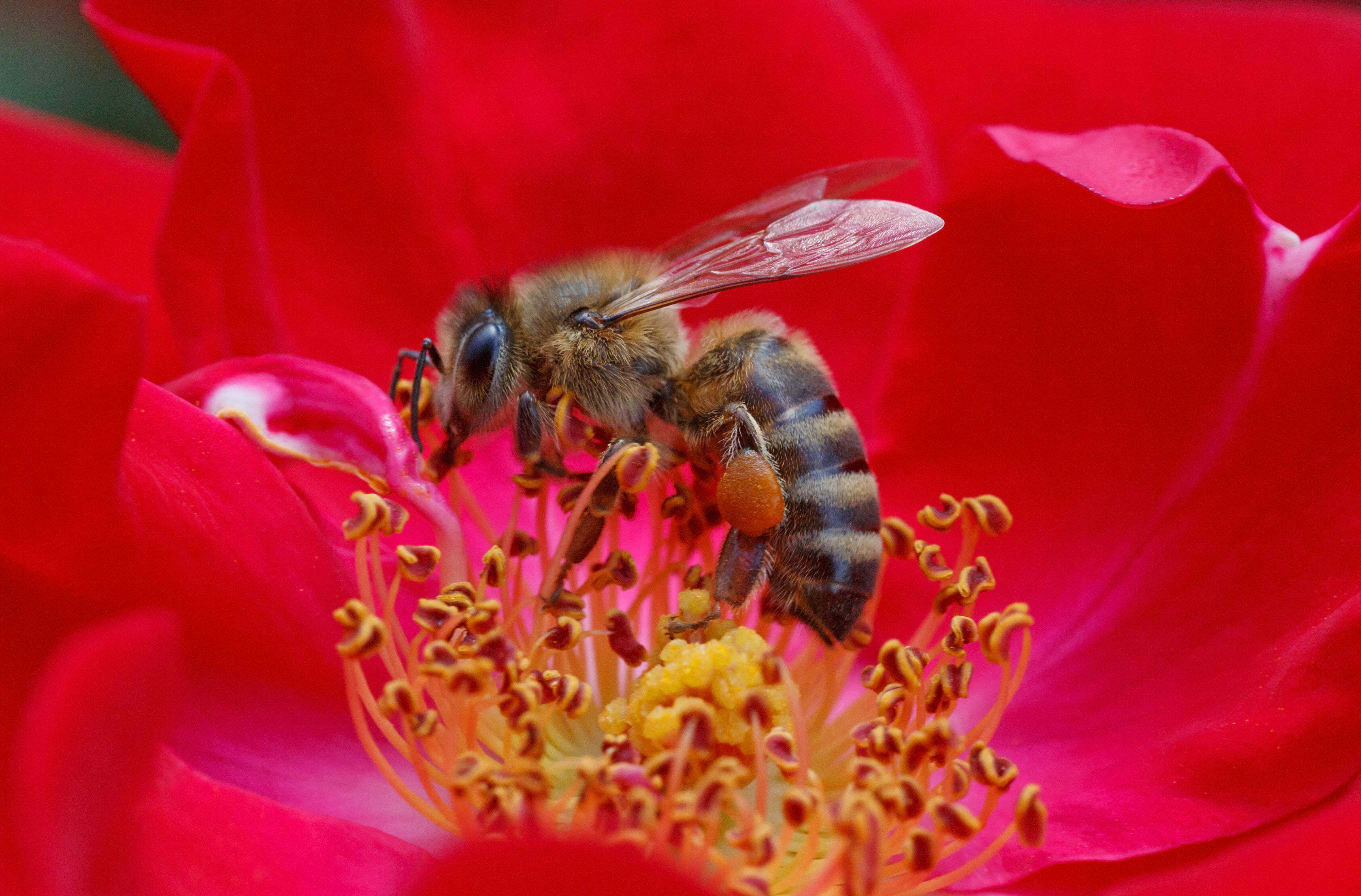 united-states-honey-bee-supplies-for-sale.jpg