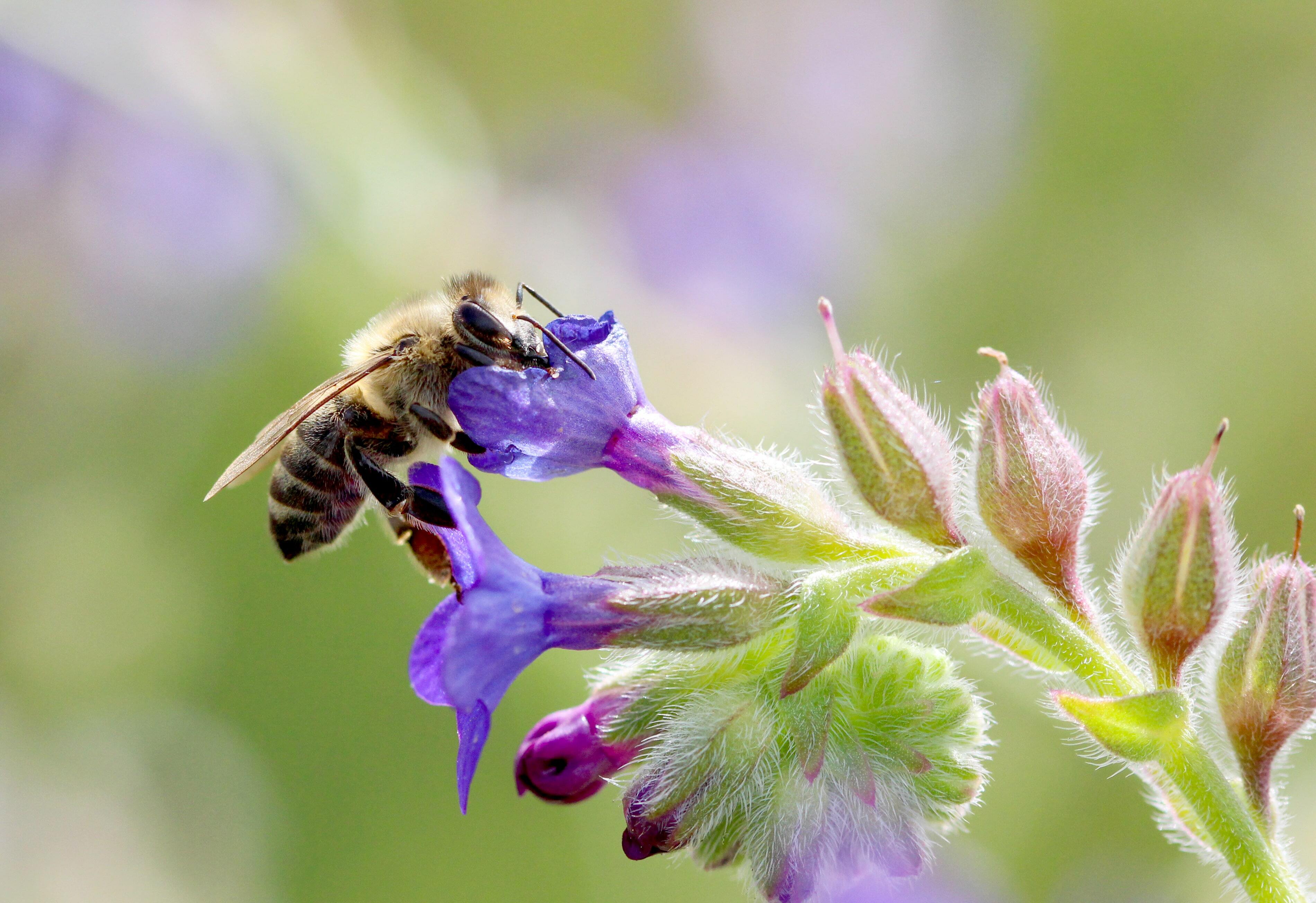 We ship to beekeepers in the following beekeeping cities near me in the state of listings for queen honey bees supply results for beekeeping honeybee supplies for sale free shipping most orders over $100 around the United States: Alpine | American Fork | Aneth | Annabella | Aurora | Bear River City | Beaver | Bicknell | Blanding | Bluff | Bountiful | Brigham City | Castle Dale | Cedar City | Centerfield | Centerville | Circleville | Clarkston | Clearfield | Cleveland | Coalville | Corinne | Cornish | Delta | Draper | Duchesne | Dugway | East Carbon | Elberta | Elmo | Elsinore | Emery | Enterprise | Ephraim | Escalante | Eureka | Fairview | Farmington | Fayette | Ferron | Fielding | Fillmore | Fort Duchesne | Fountain Green | Garden City | Garland | Glendale | Glenwood | Goshen | Grantsville | Green River | Gunnison | Heber City | Helper | Henefer | Hildale | Hinckley | Holden | Honeyville | Hooper | Howell | Huntington | Huntsville | Hurricane | Hyde Park | Hyrum | Ivins | Joseph | Kamas | Kanab | Kanarraville | Kanosh | Kaysville | Koosharem | La Sal | La Verkin | Layton | Leamington | Leeds | Lehi | Levan | Lewiston | Lindon | Loa | Logan | Lyman | Magna | Manila | Manti | Mantua | Mapleton | Marysvale | Mayfield | Meadow | Mendon | Midvale | Midway | Milford | Millville | Minersville | Moab | Mona | Monroe | Montezuma Creek | Monticello | Morgan | Moroni | Mount Pleasant | Myton | Neola | Nephi | Newton | Oak City | Oakley | Ogden | Orangeville | Orderville | Orem | Panguitch | Paradise | Paragonah | Park City | Parowan | Payson | Pleasant Grove | Plymouth | Portage | Price | Providence | Provo | Randlett | Randolph | Redmond | Richfield | Richmond | Riverside | Riverton | Rockville | Roosevelt | Roy | Rush Valley | Saint George | Salem | Salina | Salt Lake City | Sandy | Santa Clara | Santaquin | Scipio | Sigurd | Smithfield | South Jordan | Spanish Fork | Spring City | Springdale | Springville | Sterling | Stockton | Summit | Sunnyside | Syracuse | Tooele | Toquerville | Tremonton | Trenton | Tropic | Vernal | Vernon | Virgin | Wales | Wallsburg | Washington | Wellington | Wellsville | Wendover | West Jordan | Whiterocks | Willard | Woods Cross