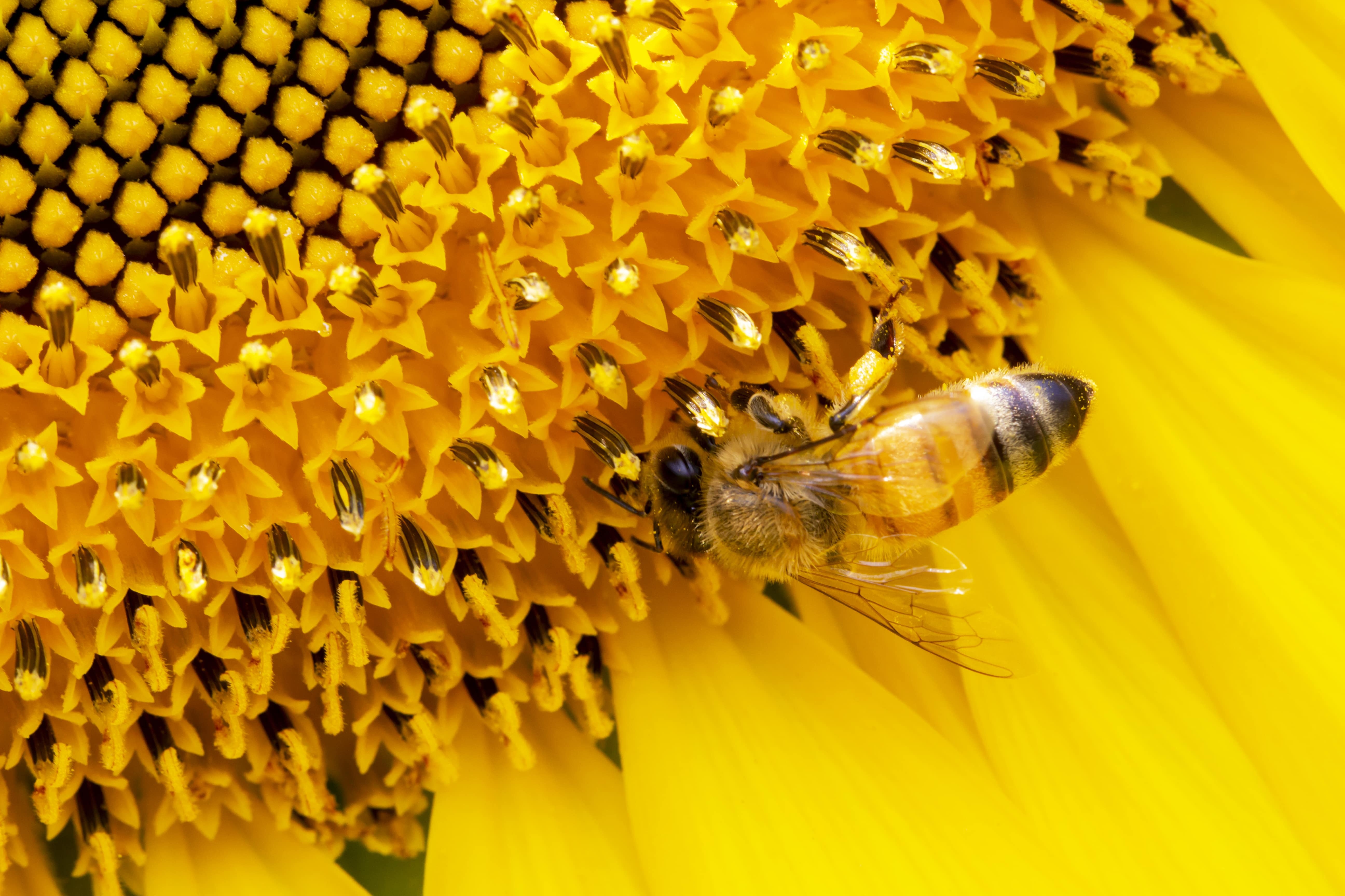 Utah Honey Bee Supplies For Sale 