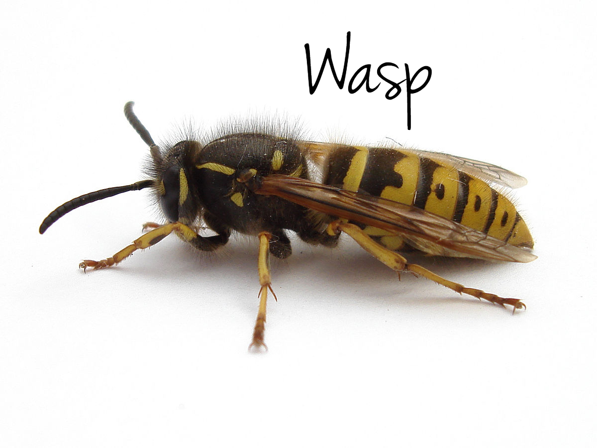 wasps.jpg