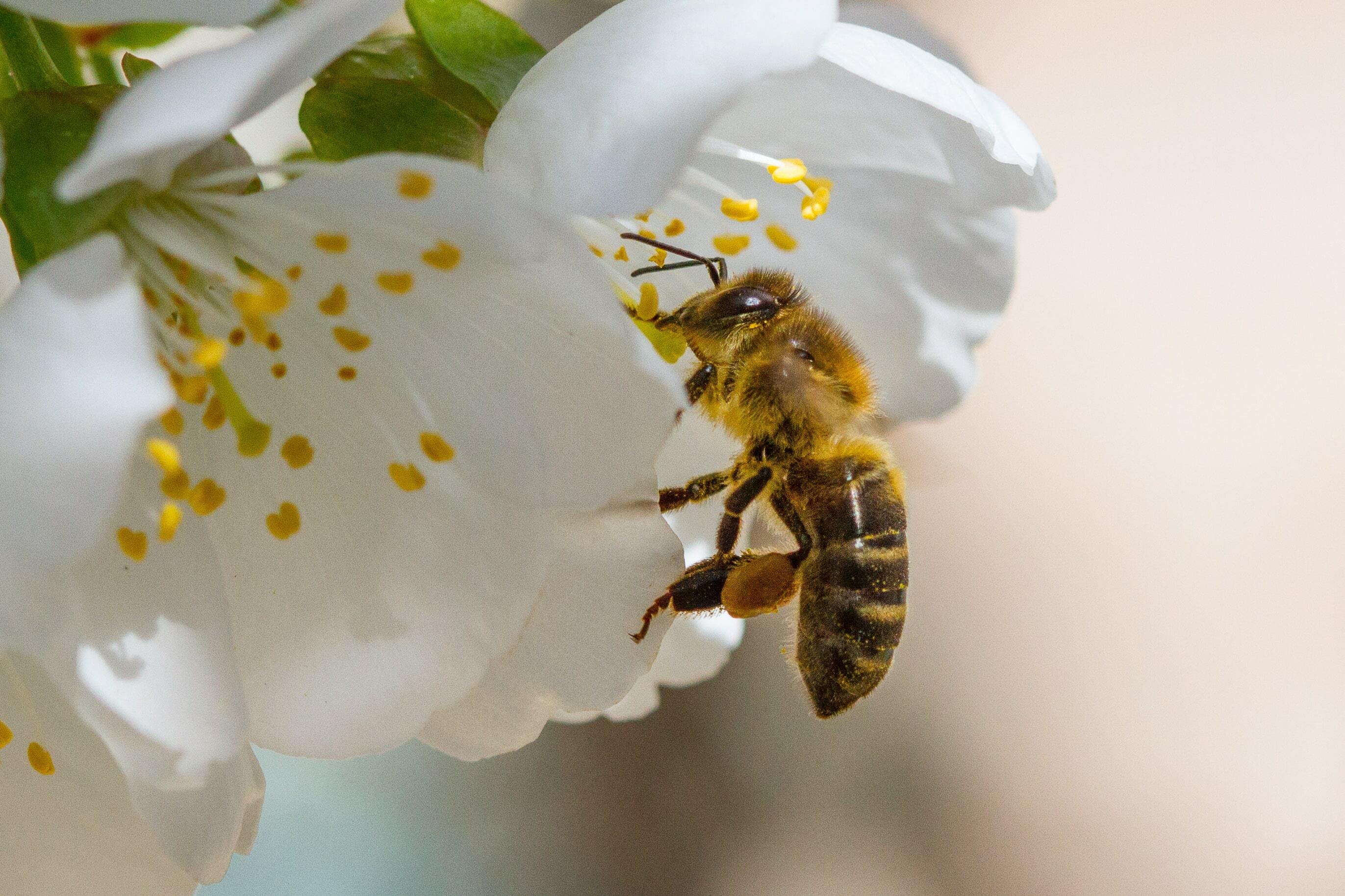 Supplies – Ohio Country Bees