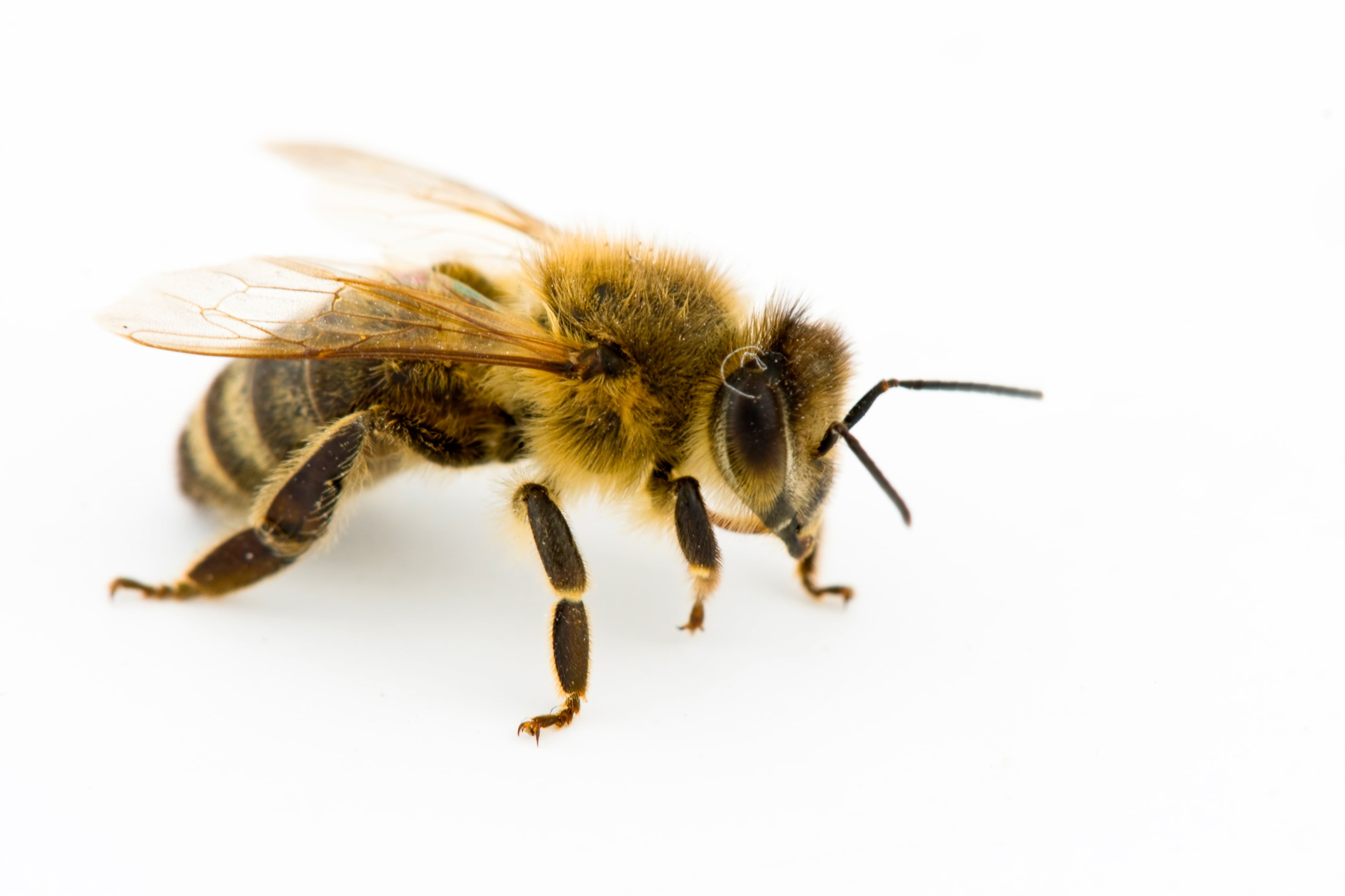 what-do-honey-bees-look-like.jpg