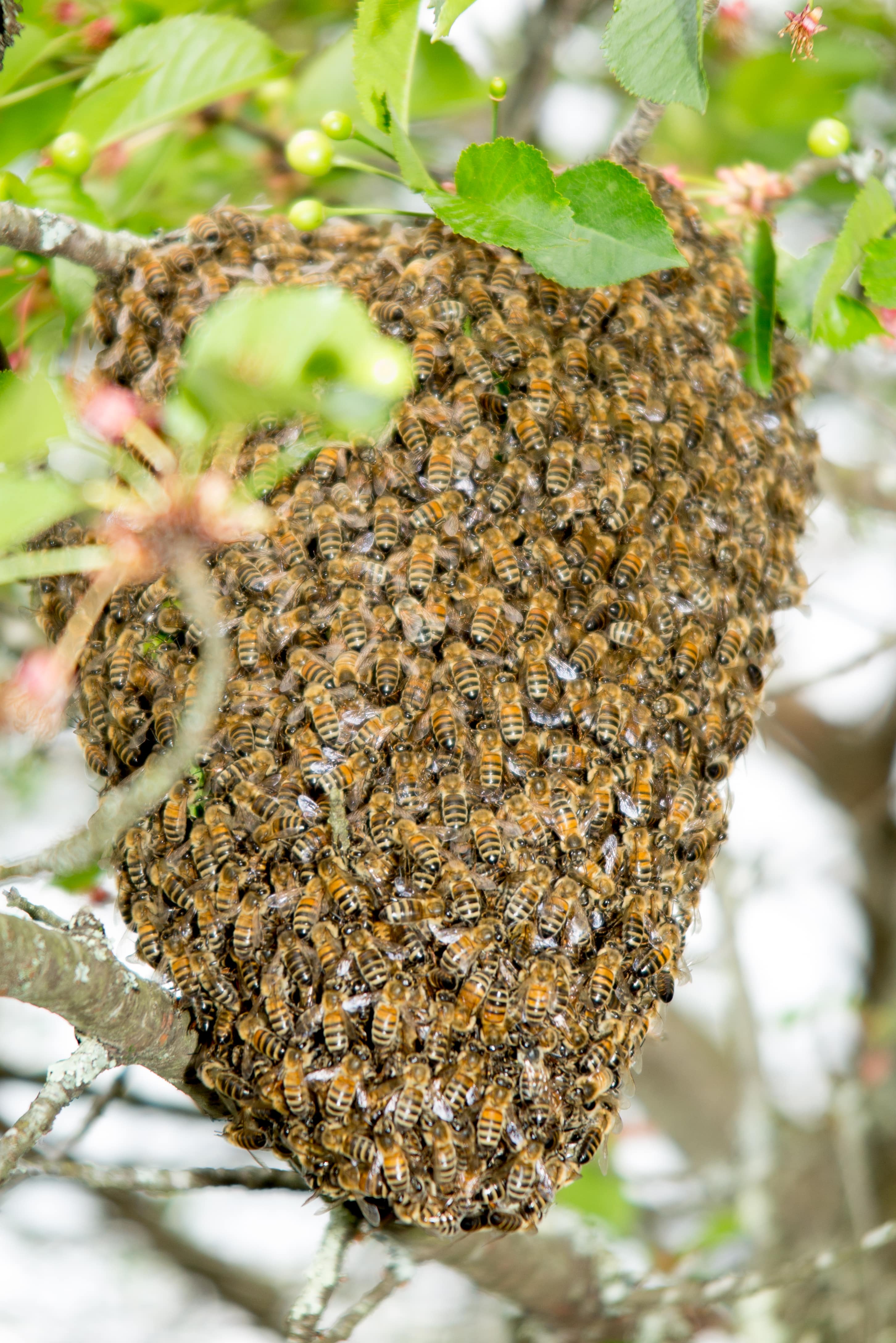 What does a honey bee swarm look like